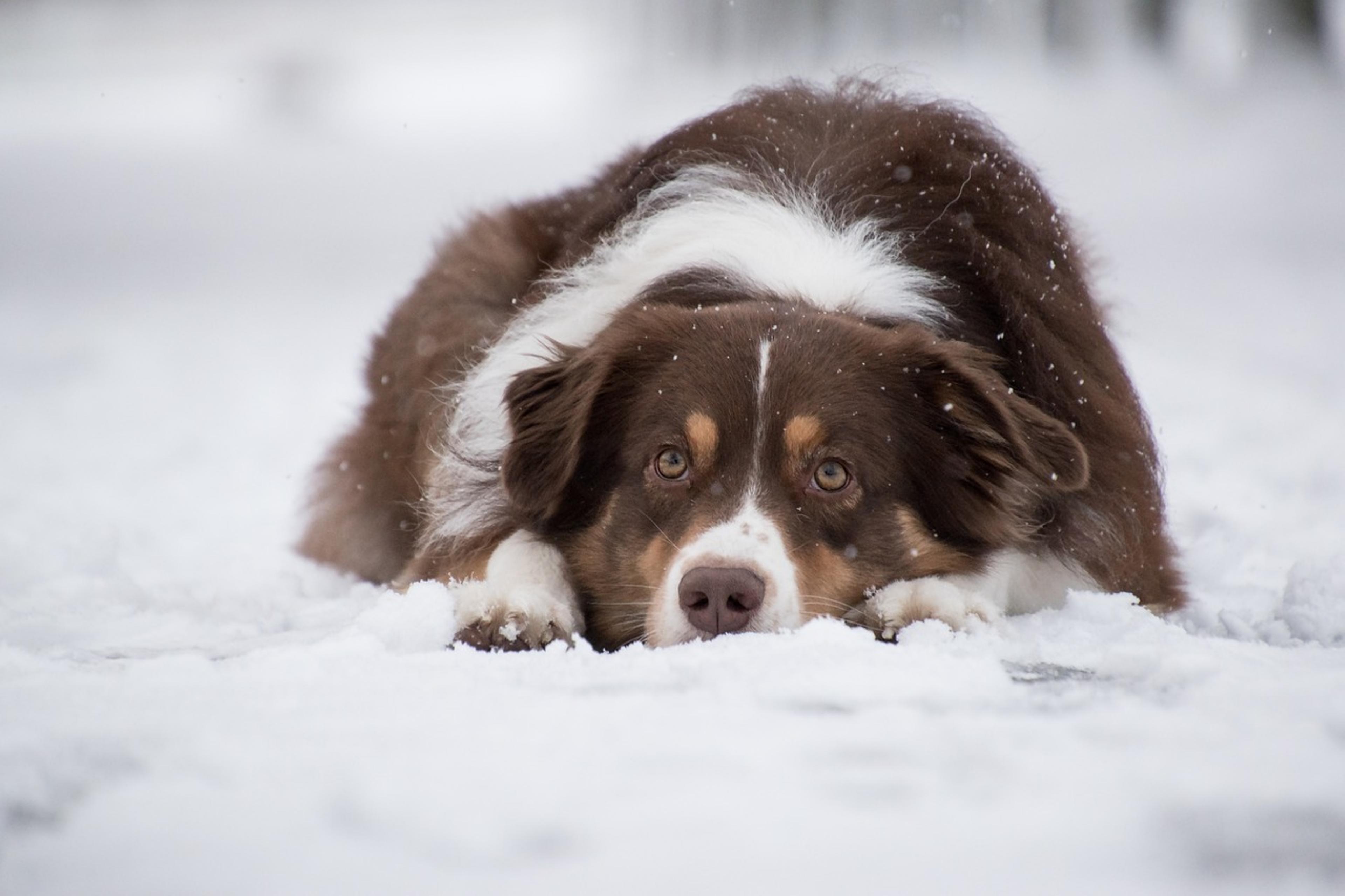 Adorable Australian Shepherd in action