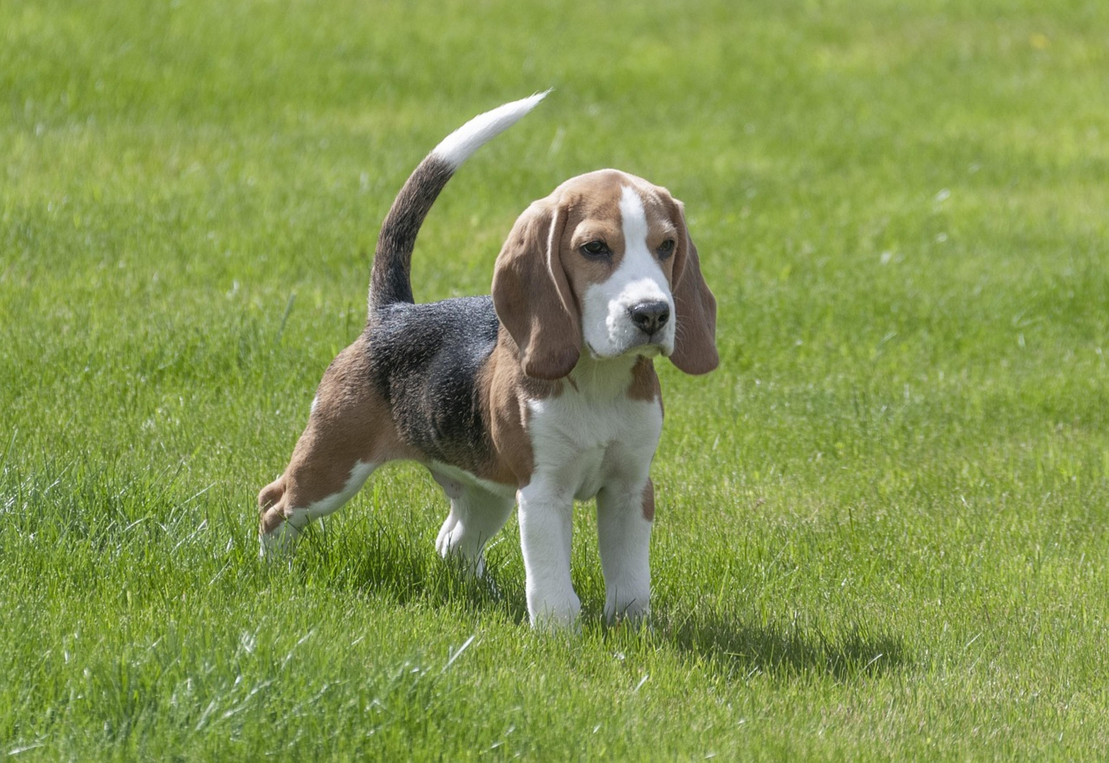 Adorable Beagle in action