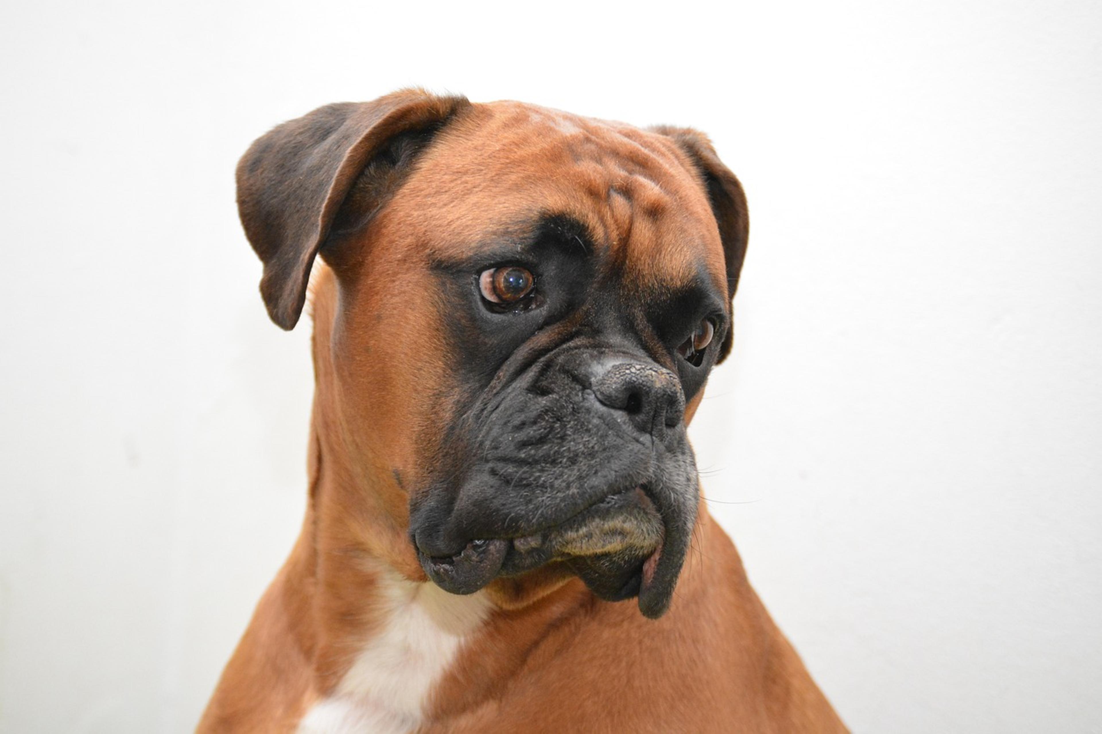 Boxer demonstrating its natural behavior