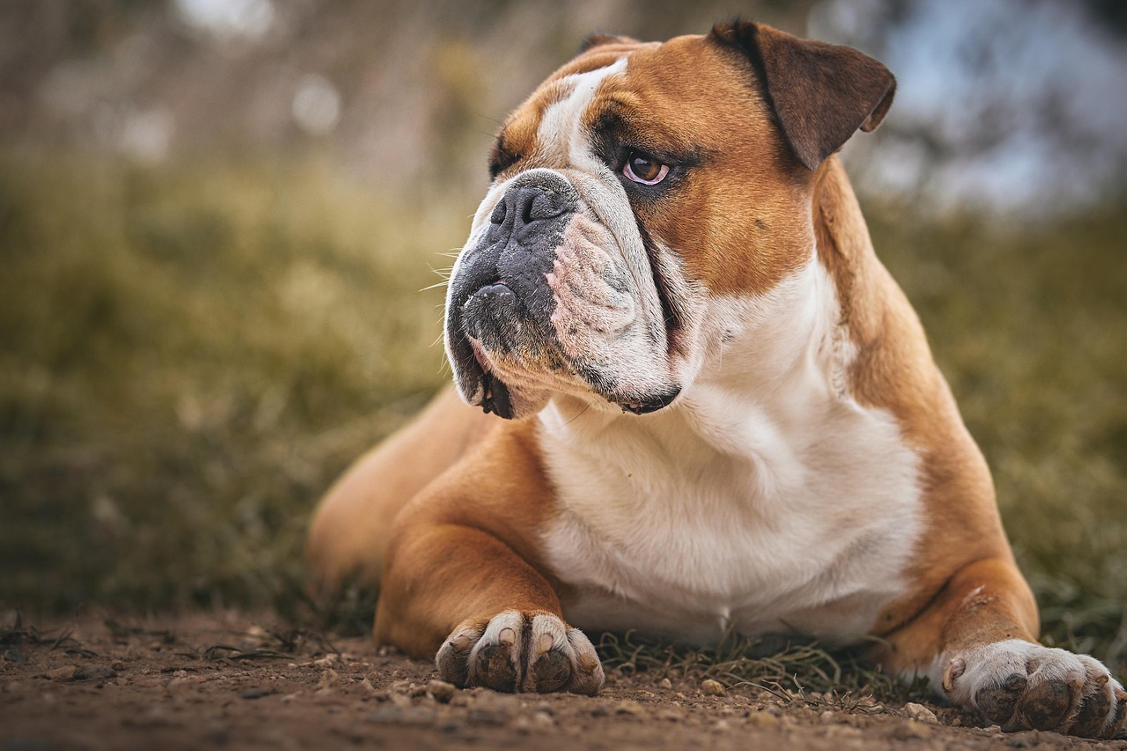 Charming Bulldog posing for the camera