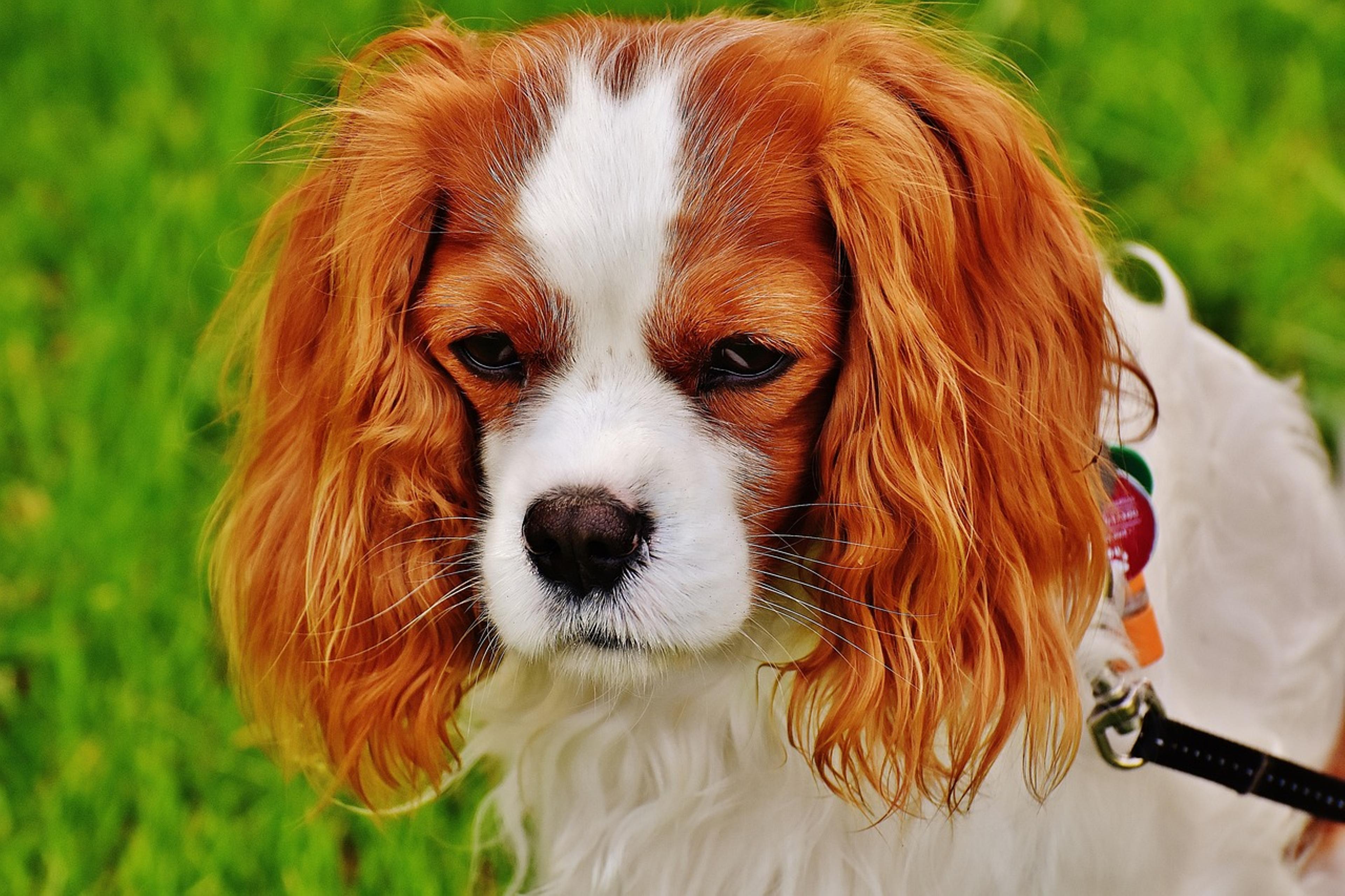 Cavalier King Charles Spaniel showing its distinctive features