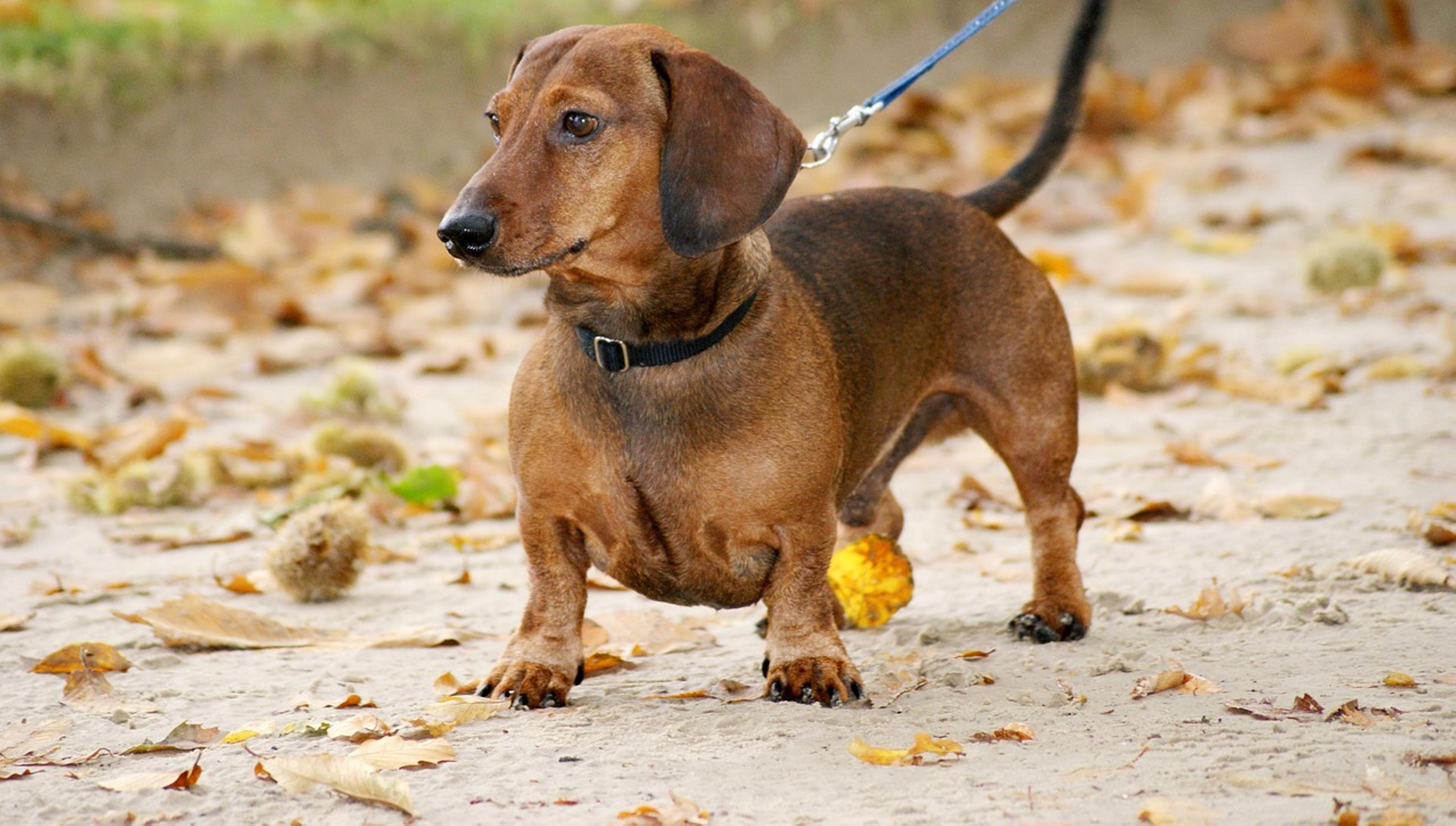 Dachshund showing its distinctive features