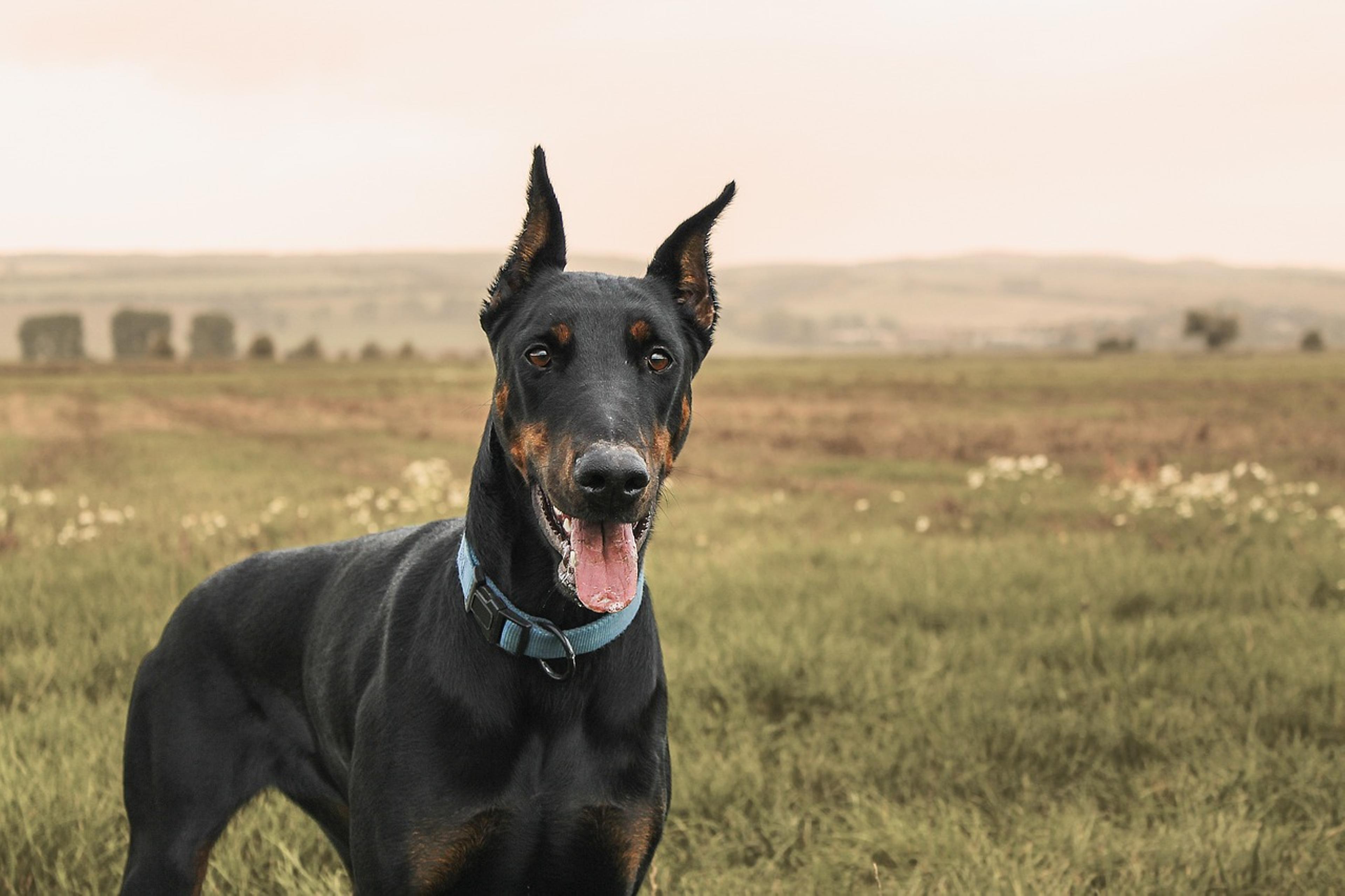 Charming Doberman Pinscher posing for the camera