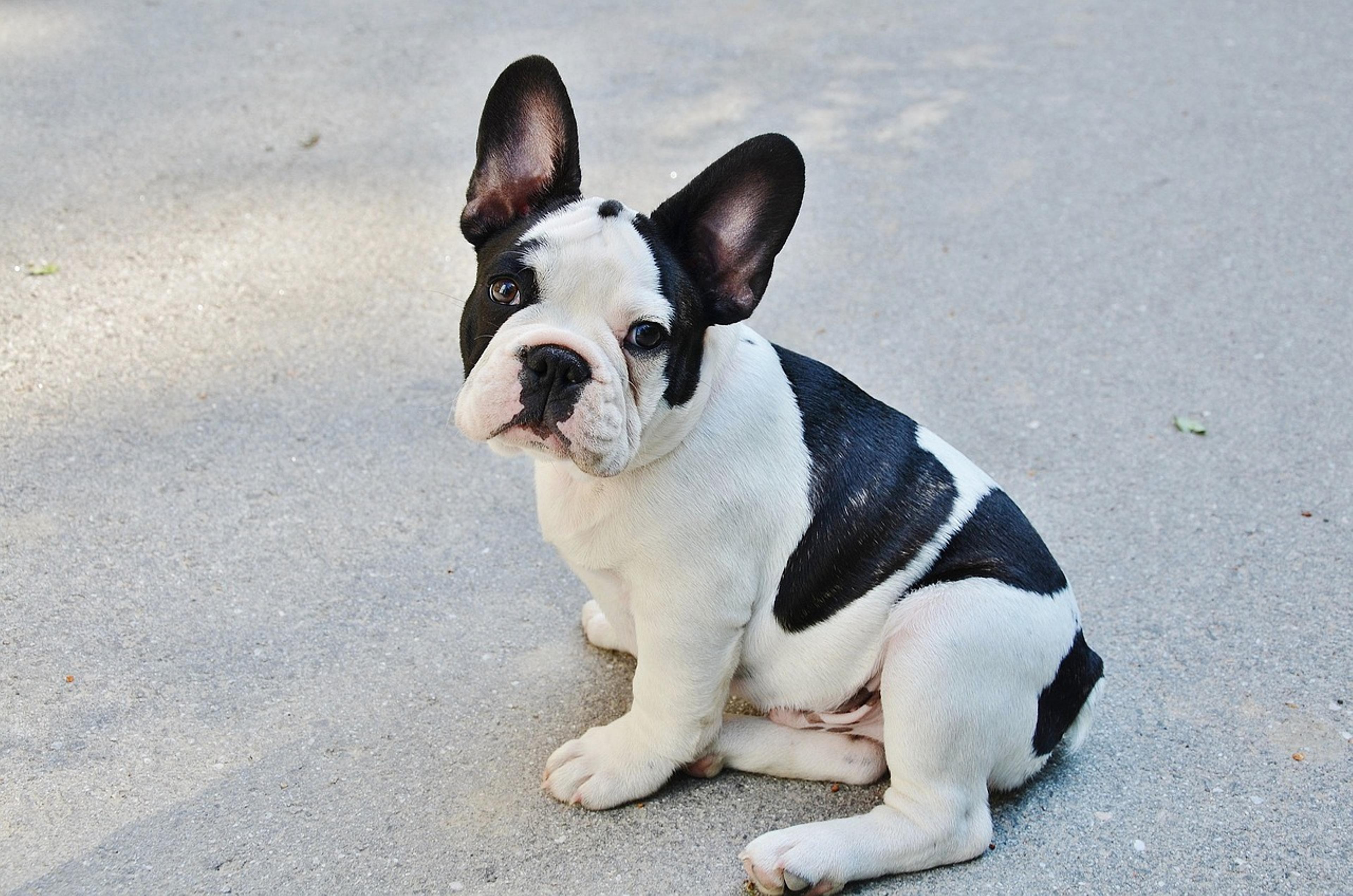 Charming French Bulldog posing for the camera