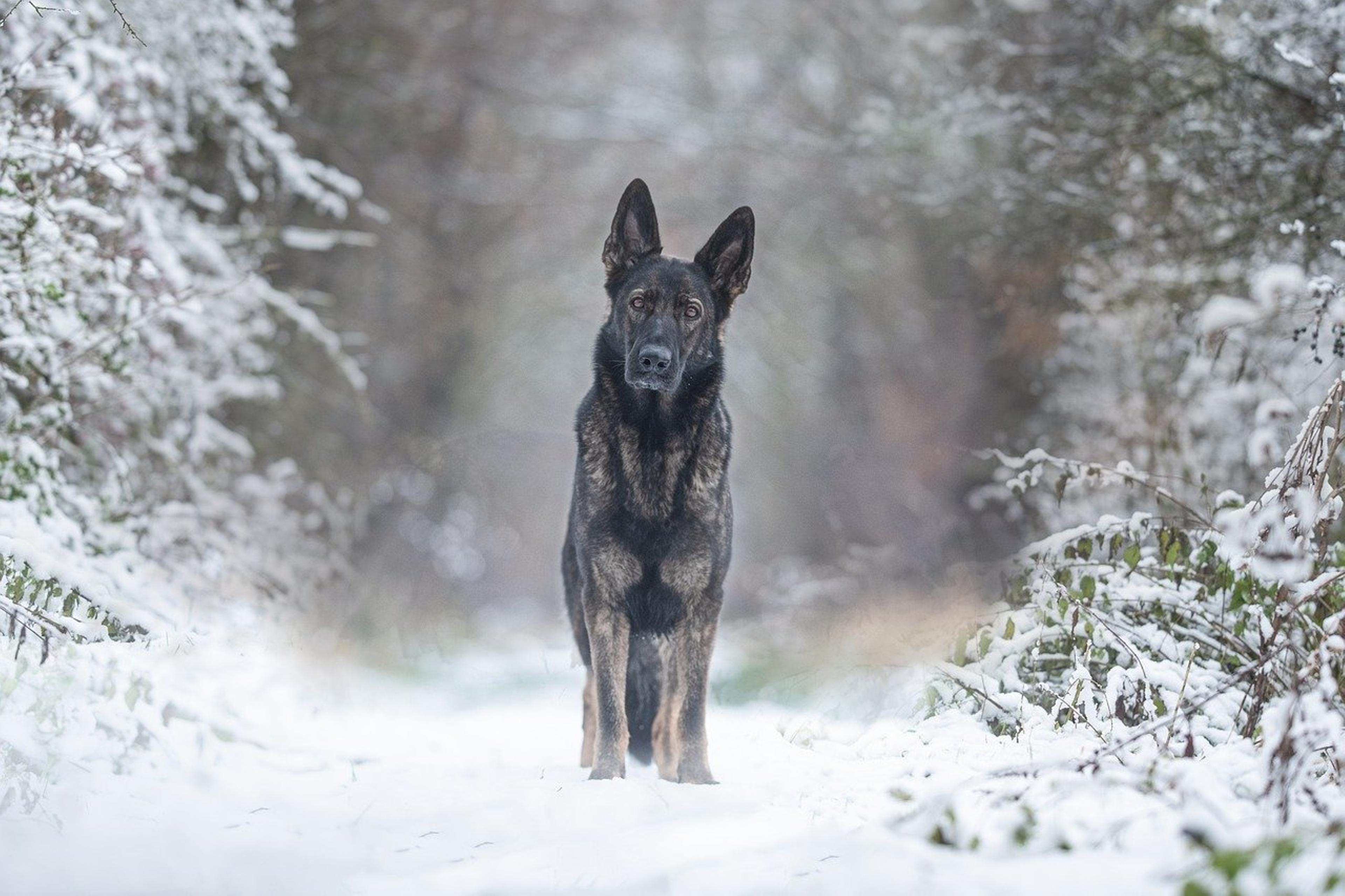 German Shepherd showing its distinctive features