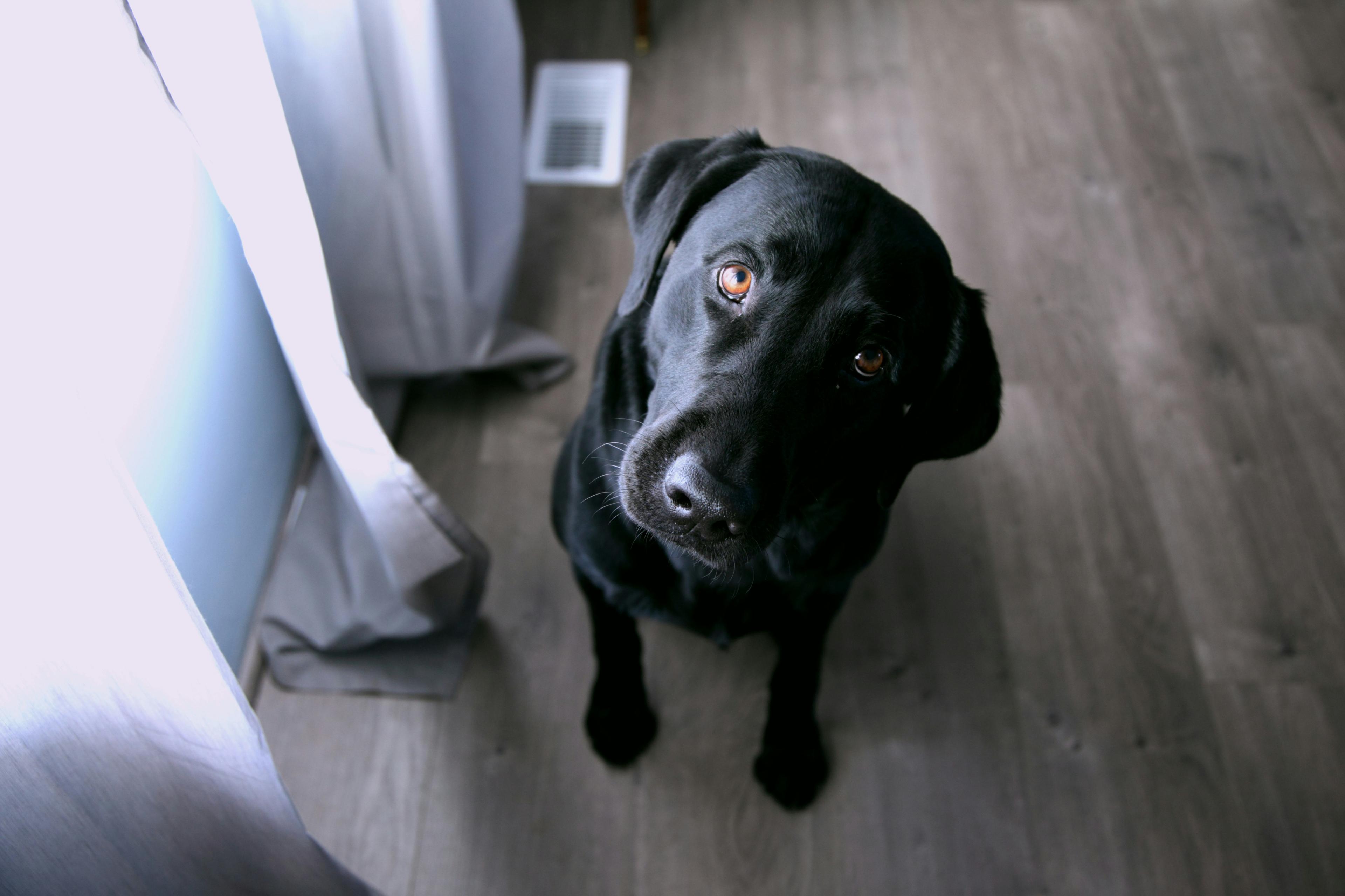 Labrador Retriever displaying typical breed characteristics