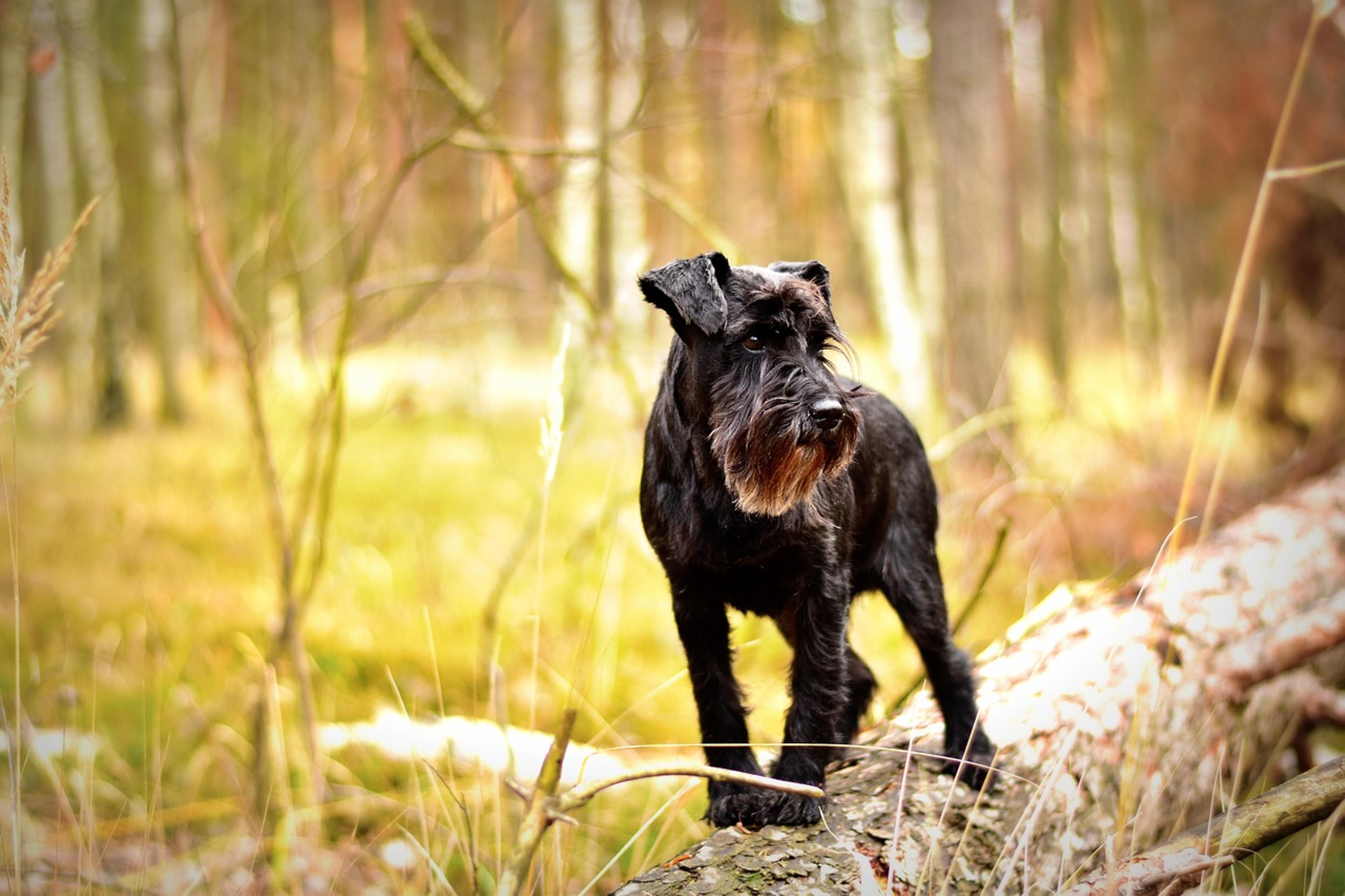 Beautiful Miniature Schnauzer portrait