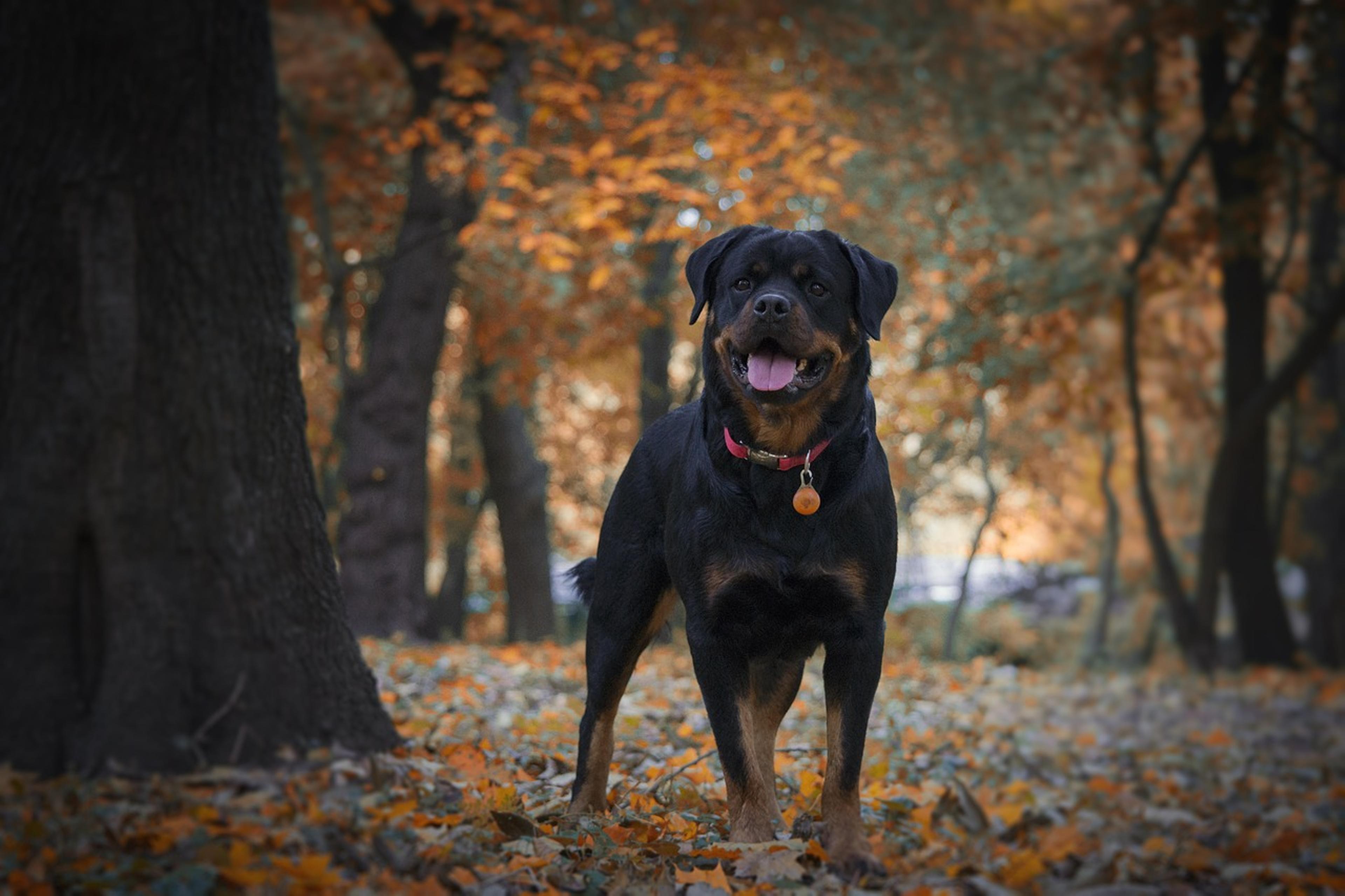 Adorable Rottweiler in action