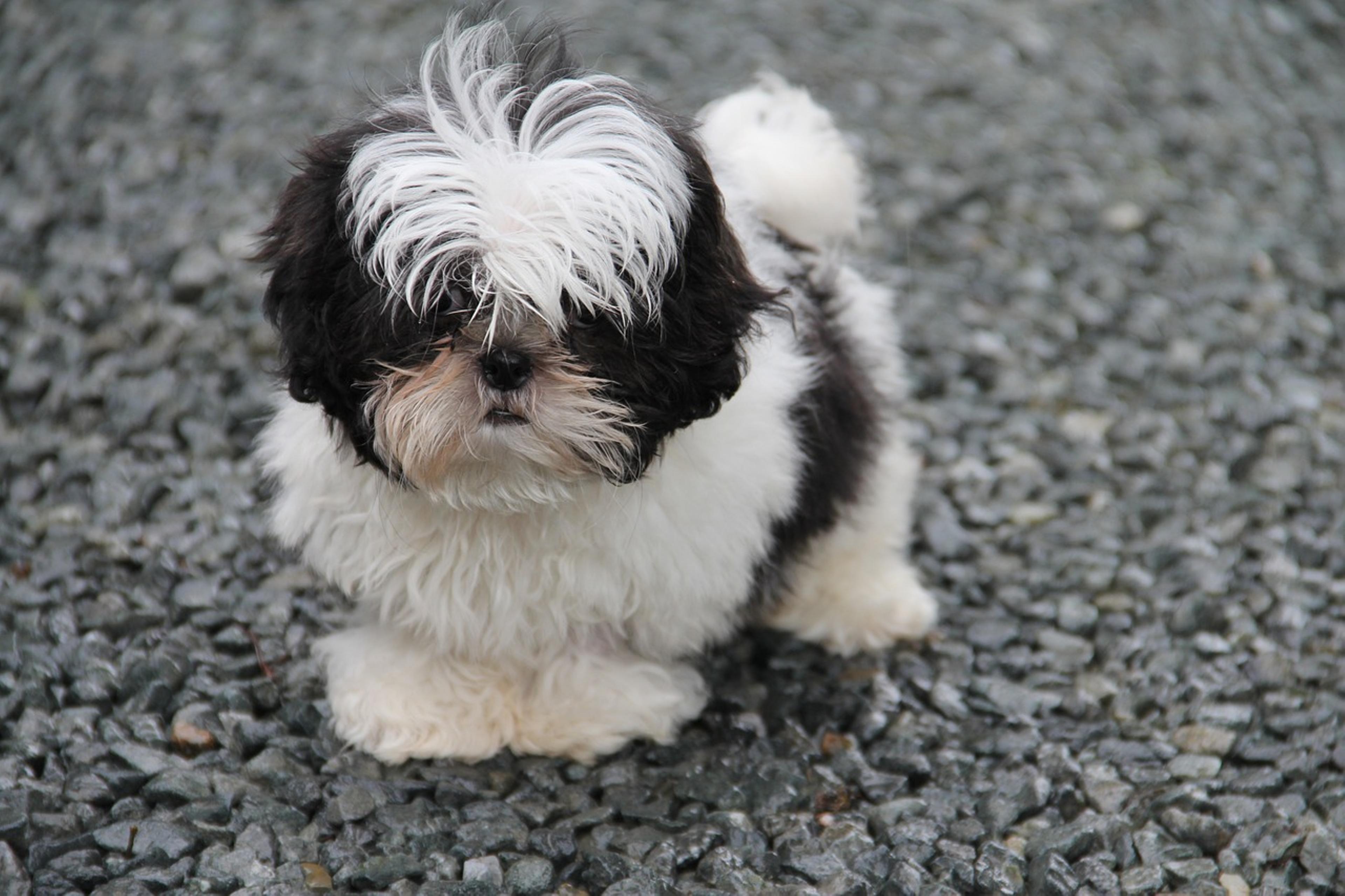 Shih Tzu showing its distinctive features