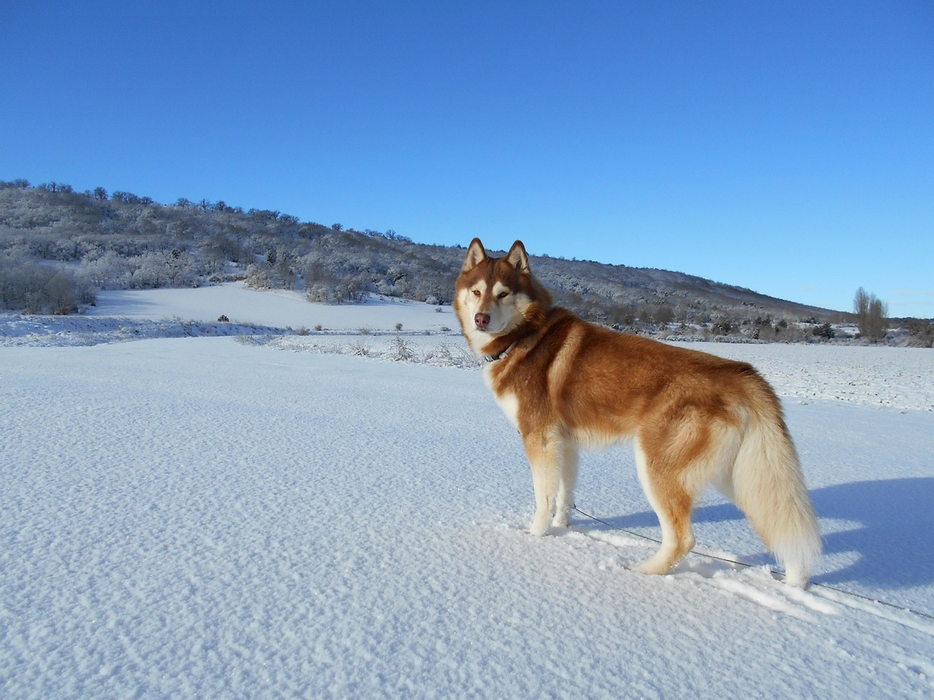 Siberian Husky demonstrating its natural behavior