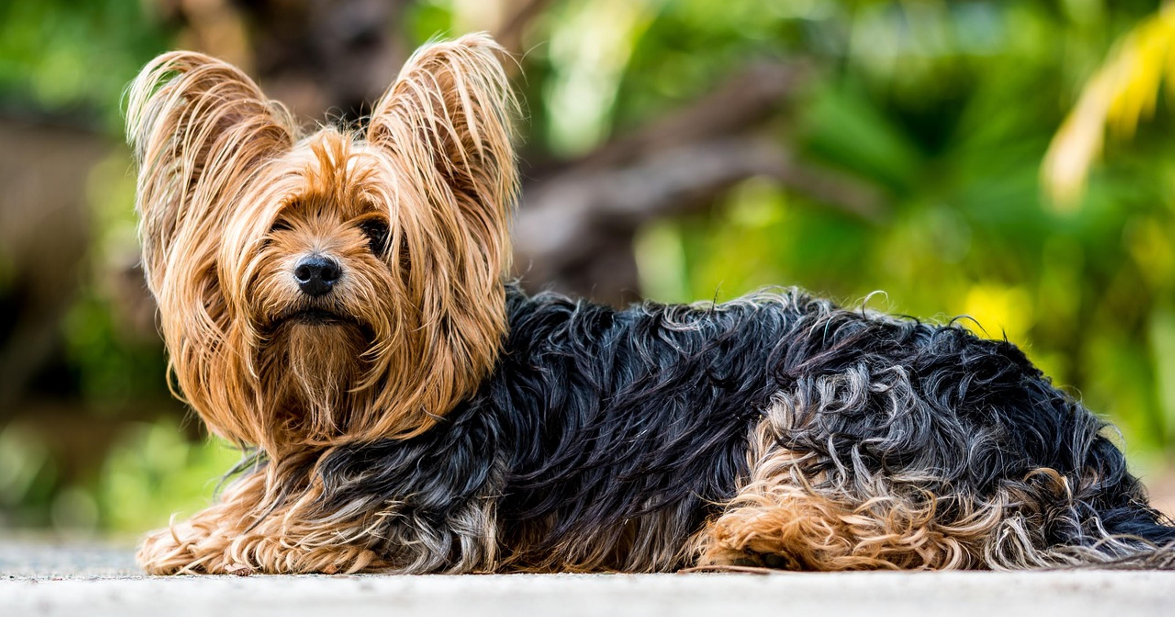 Charming Yorkshire Terrier posing for the camera