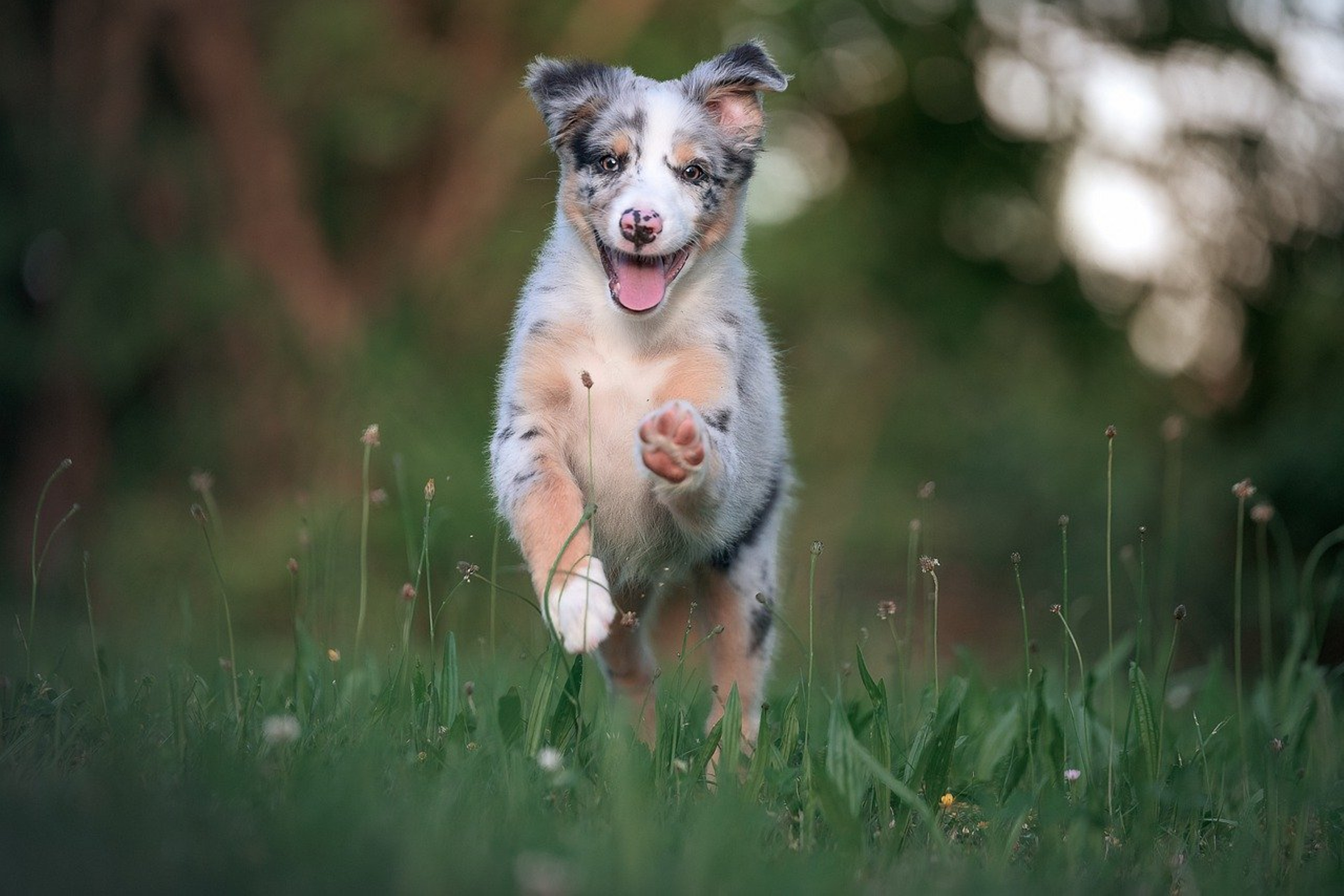 Charming Australian Shepherd posing for the camera