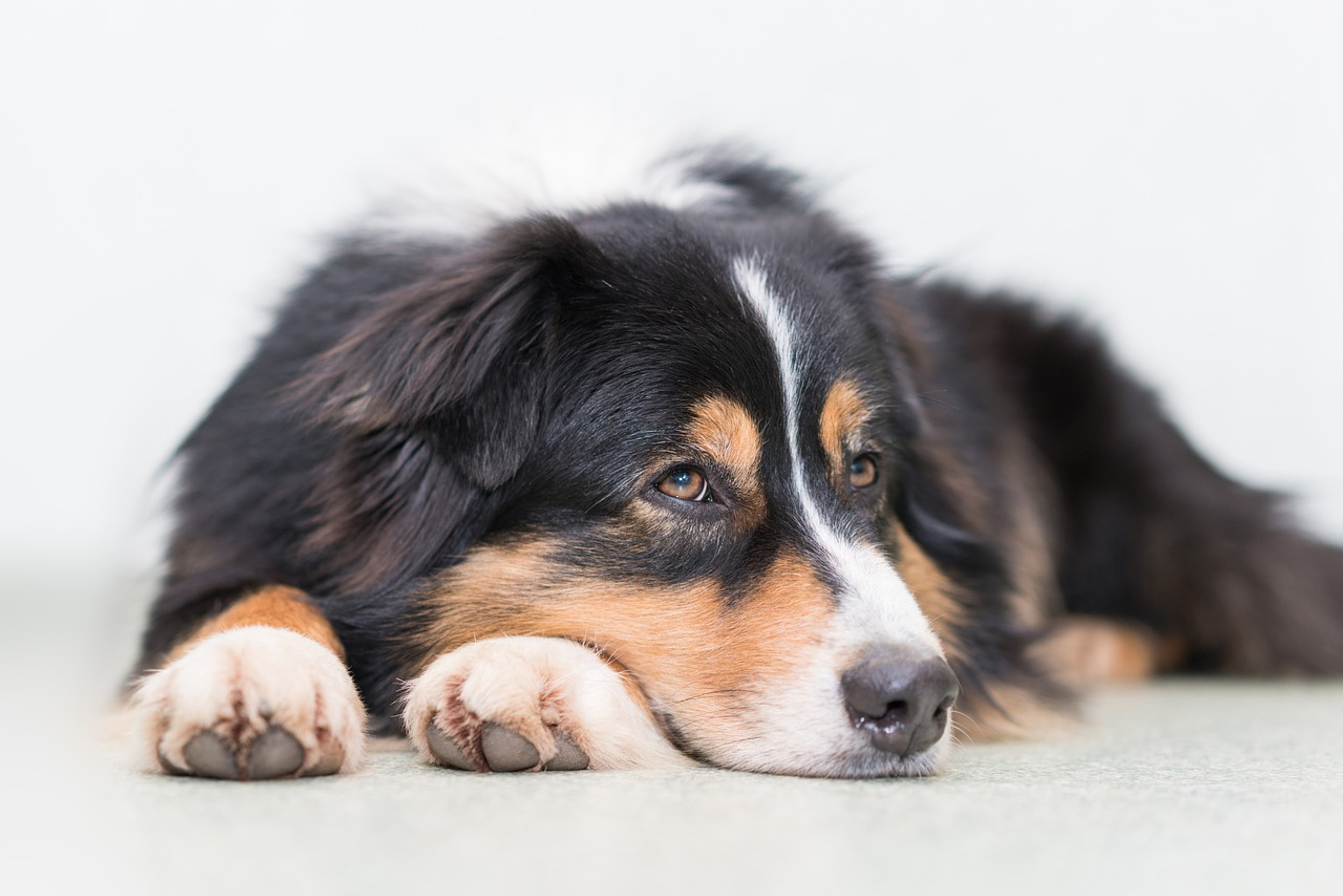 Adorable Australian Shepherd in action