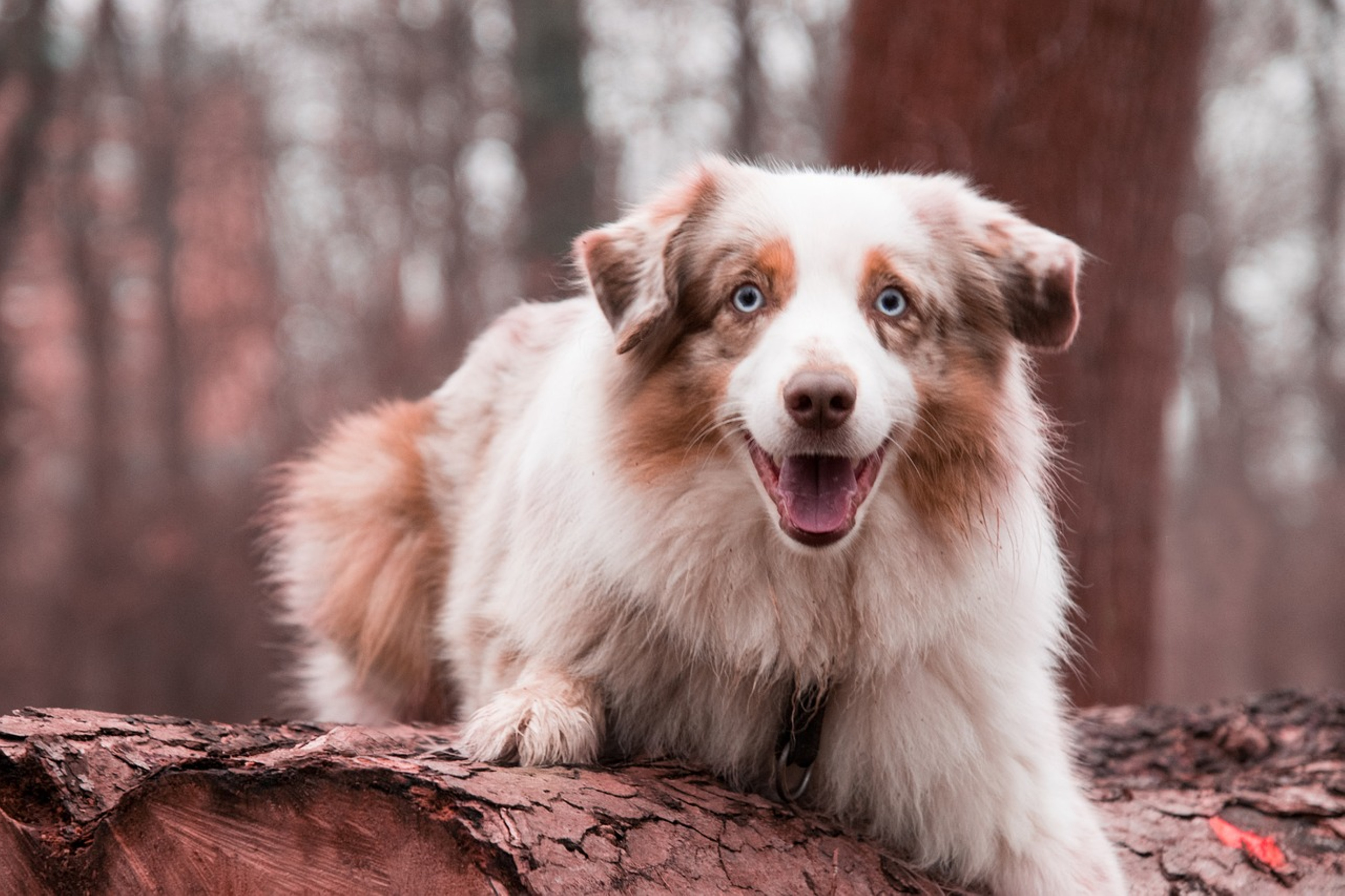 Australian Shepherd demonstrating its natural behavior