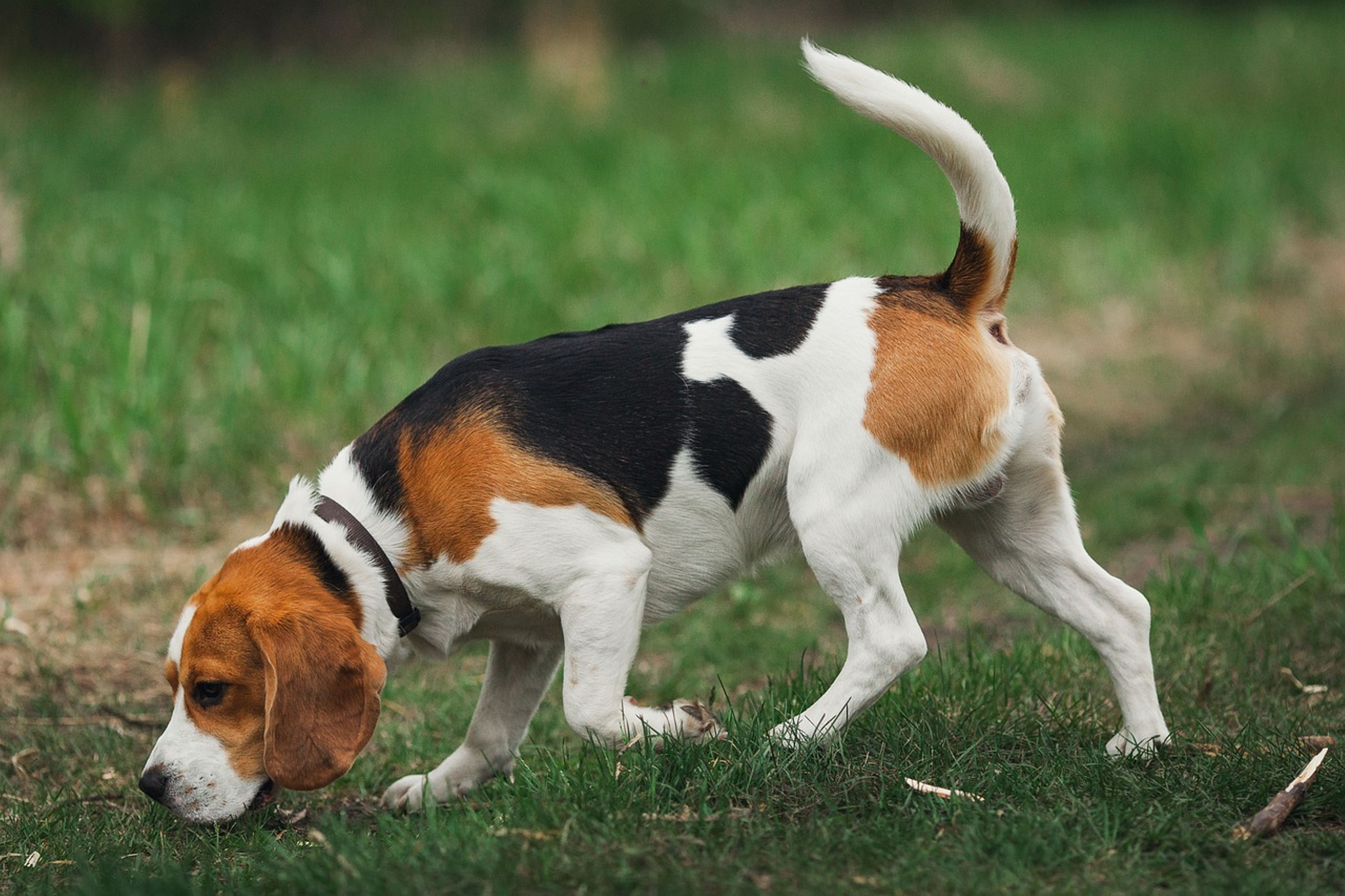 Beautiful Beagle portrait