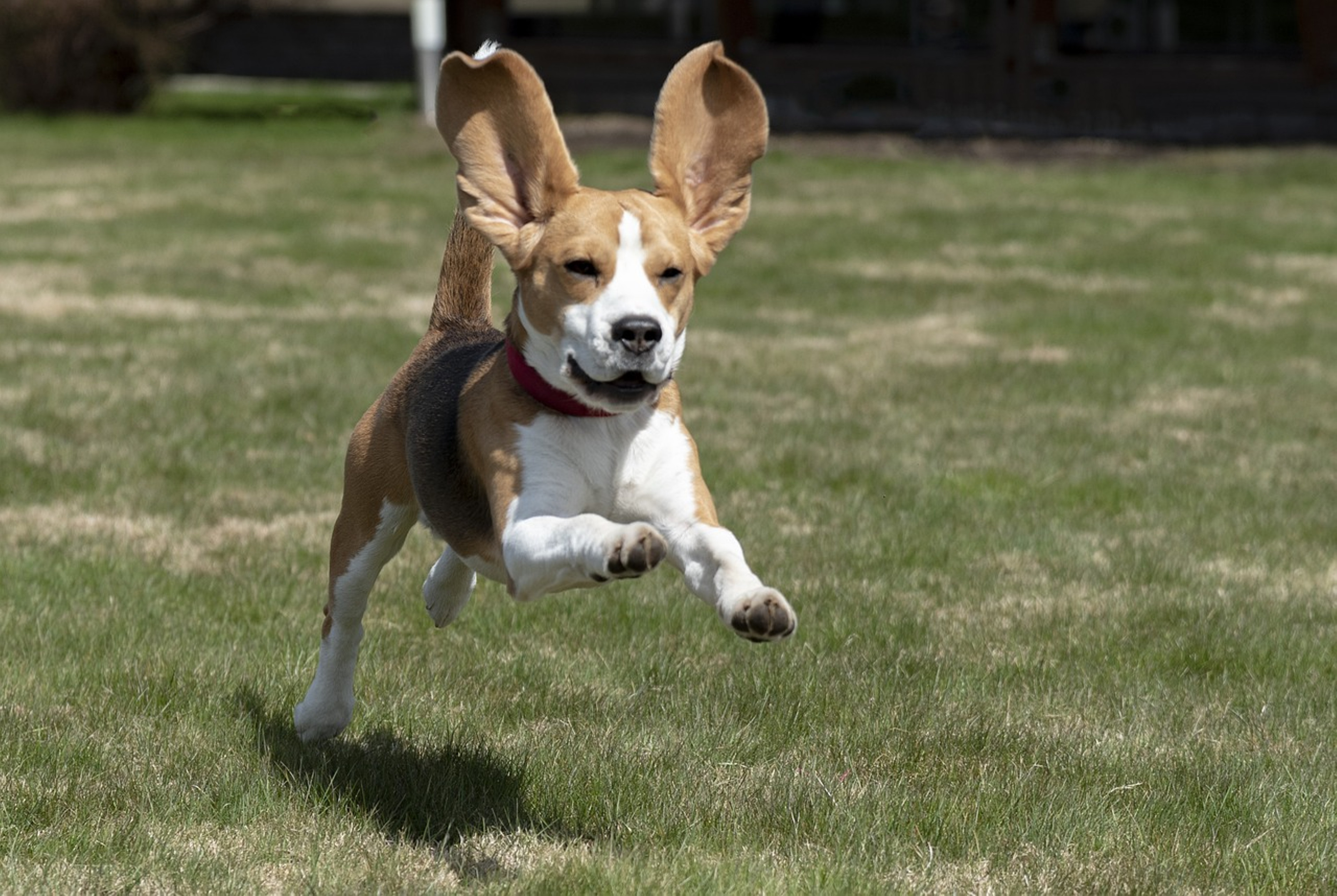 Beagle displaying typical breed characteristics