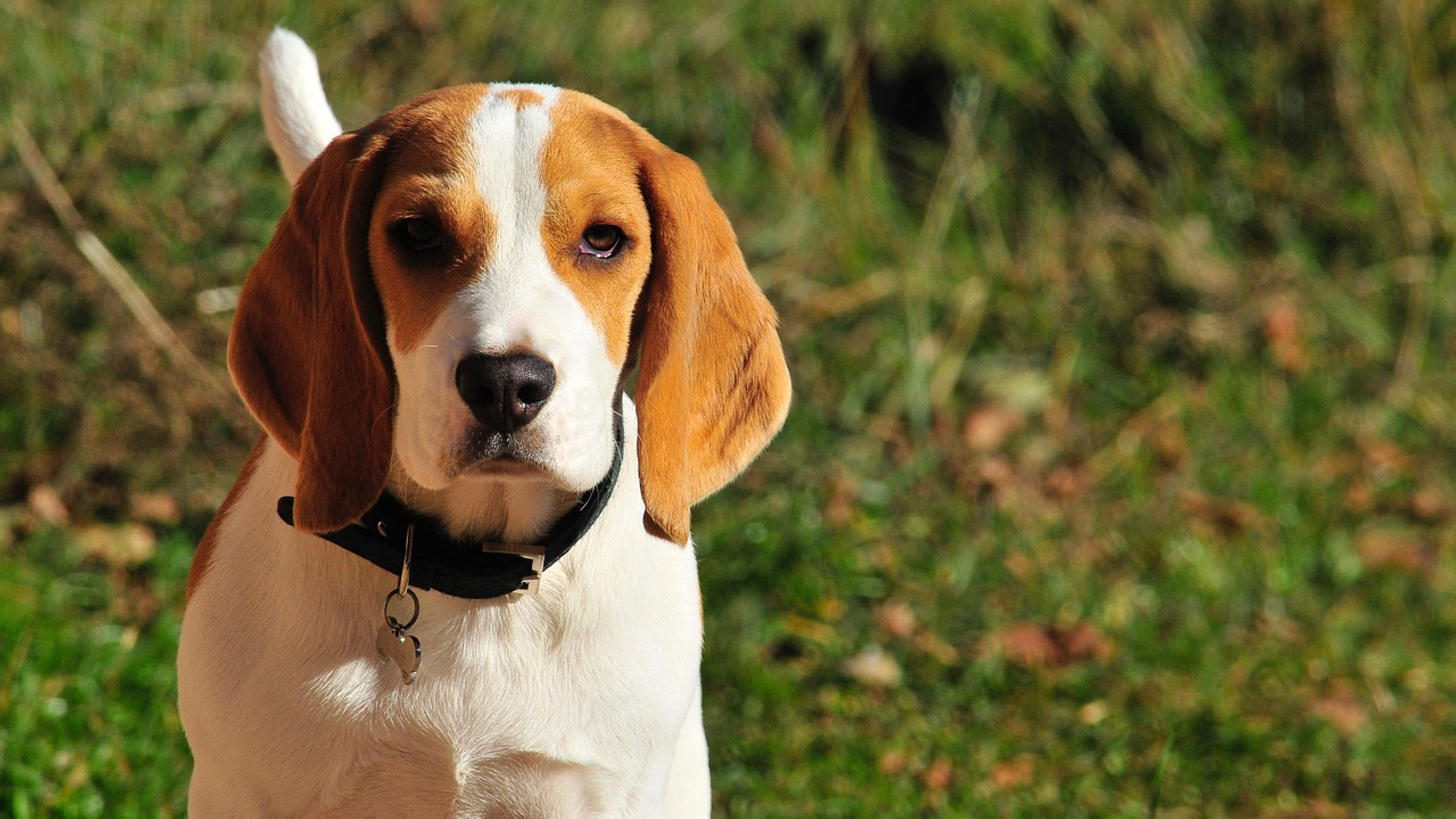 Adorable Beagle in action