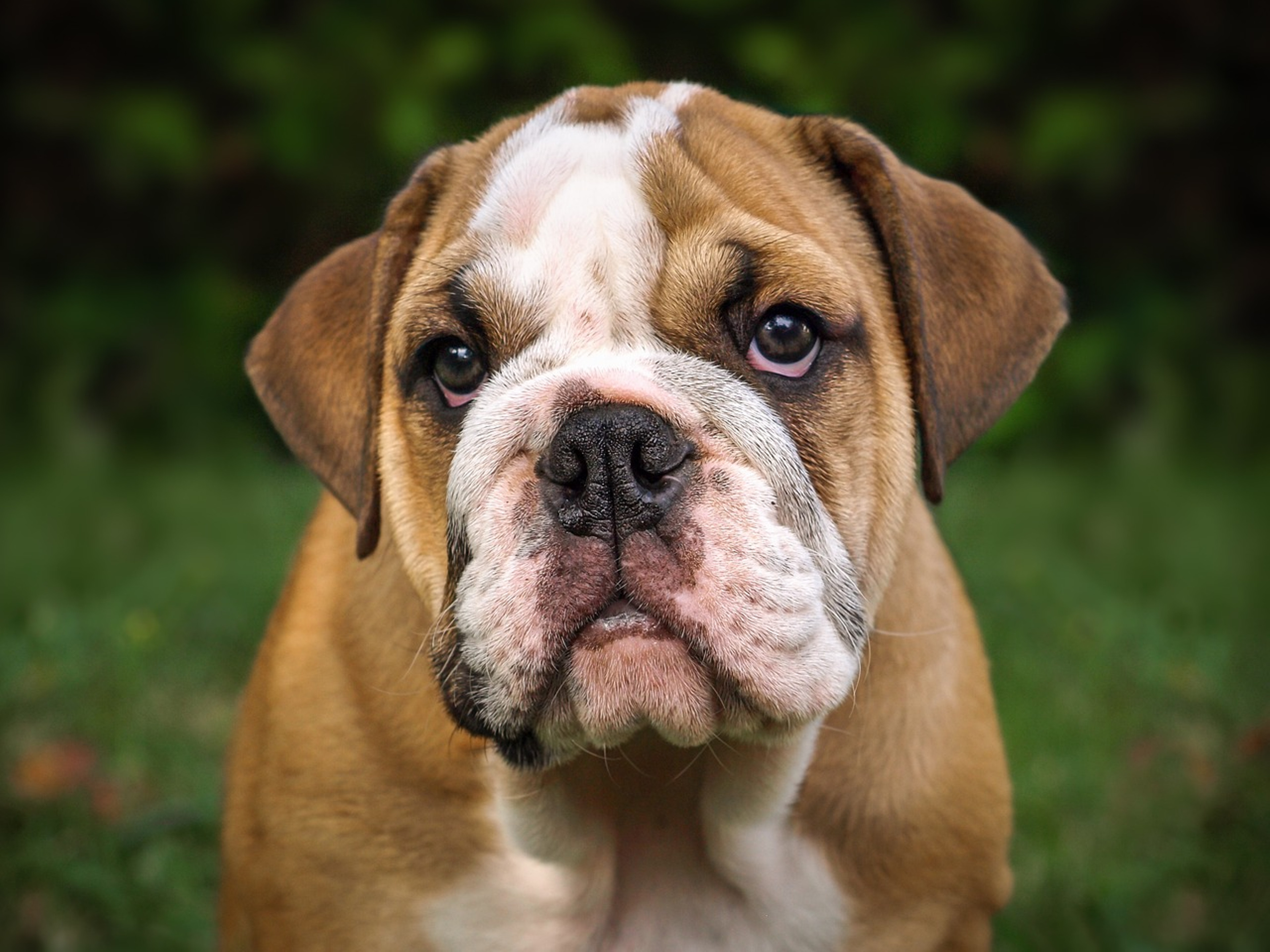 Bulldog showing its distinctive features