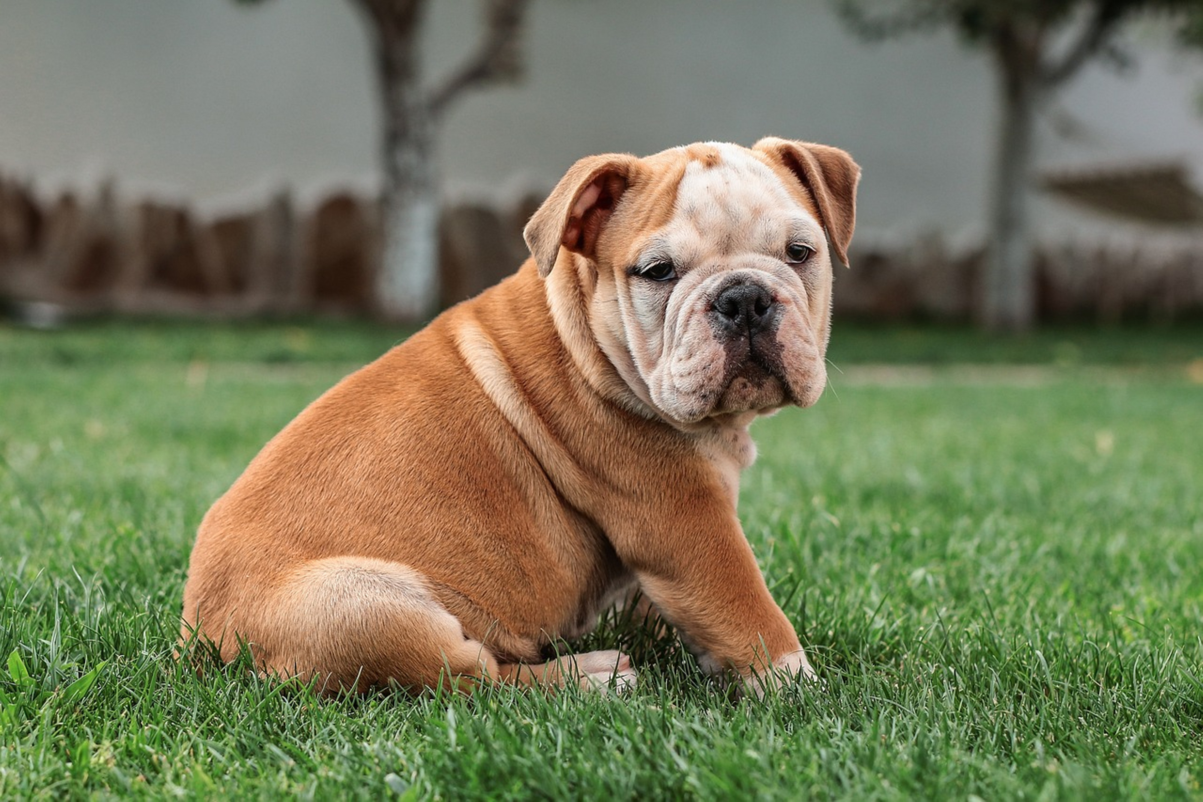 Beautiful Bulldog portrait