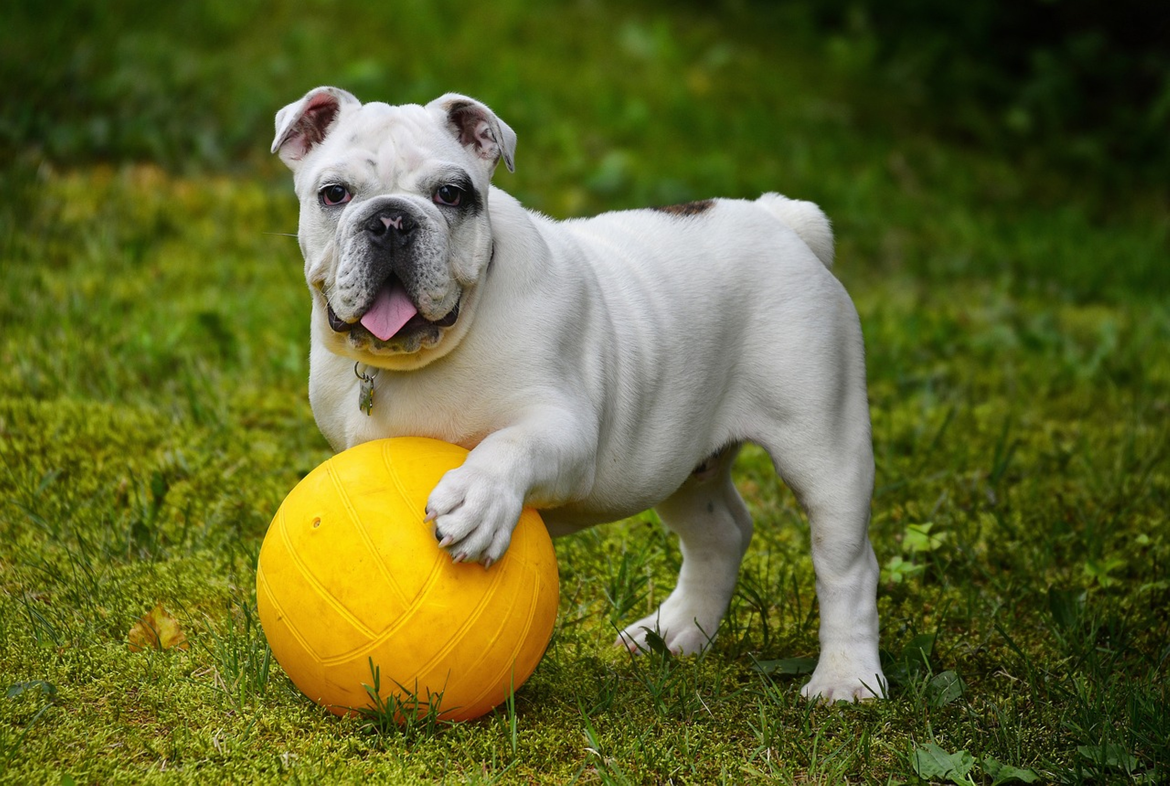 Bulldog displaying typical breed characteristics