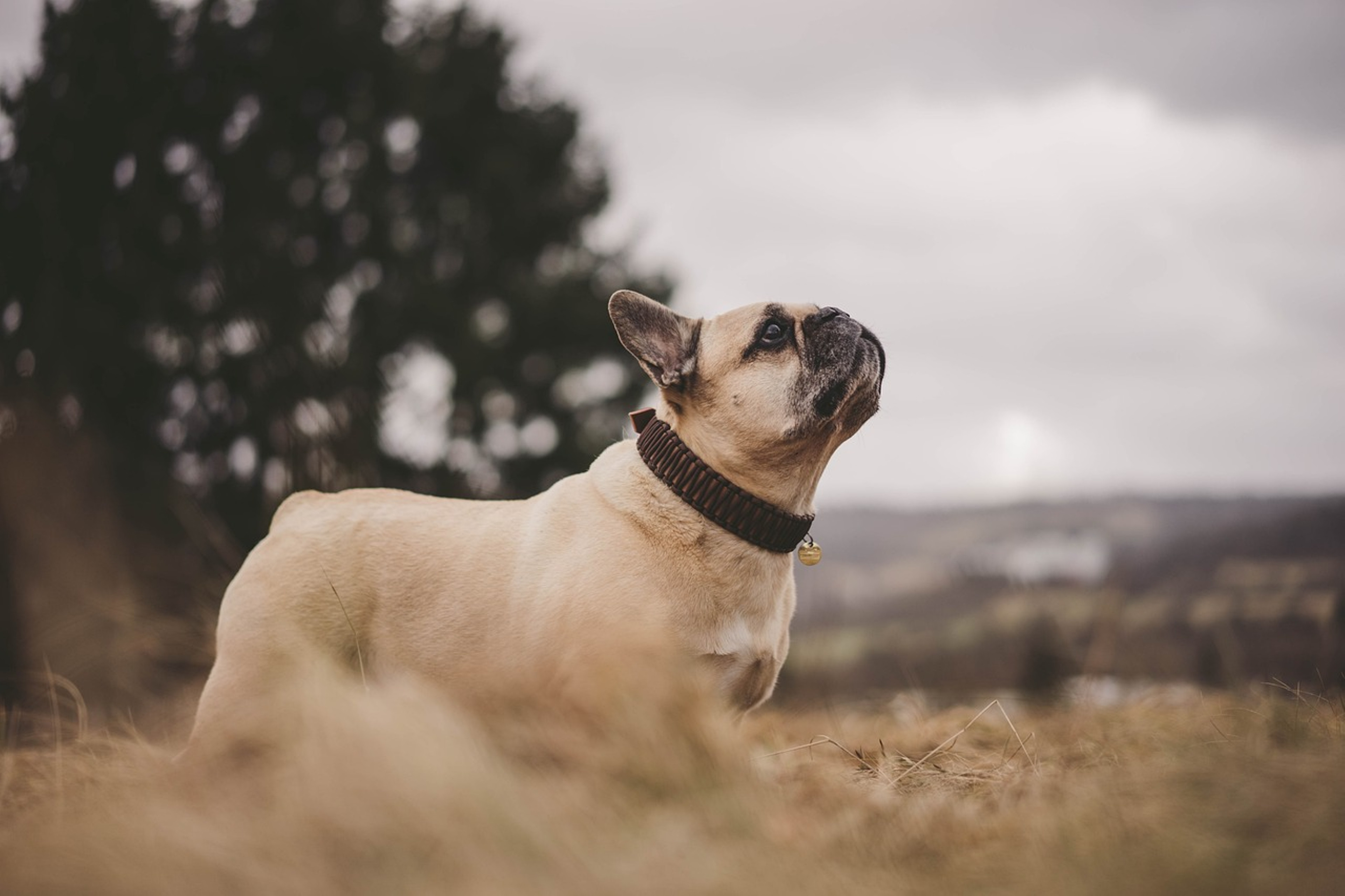 French Bulldog showing its distinctive features