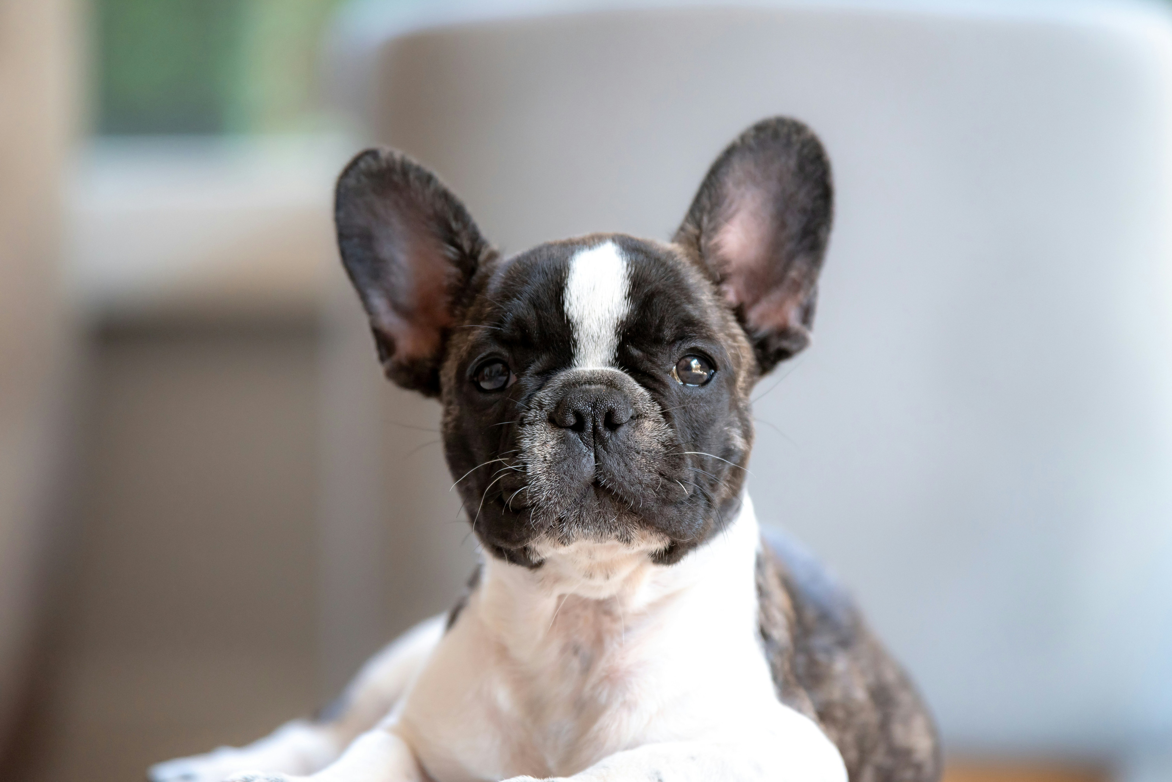 French Bulldog demonstrating its natural behavior