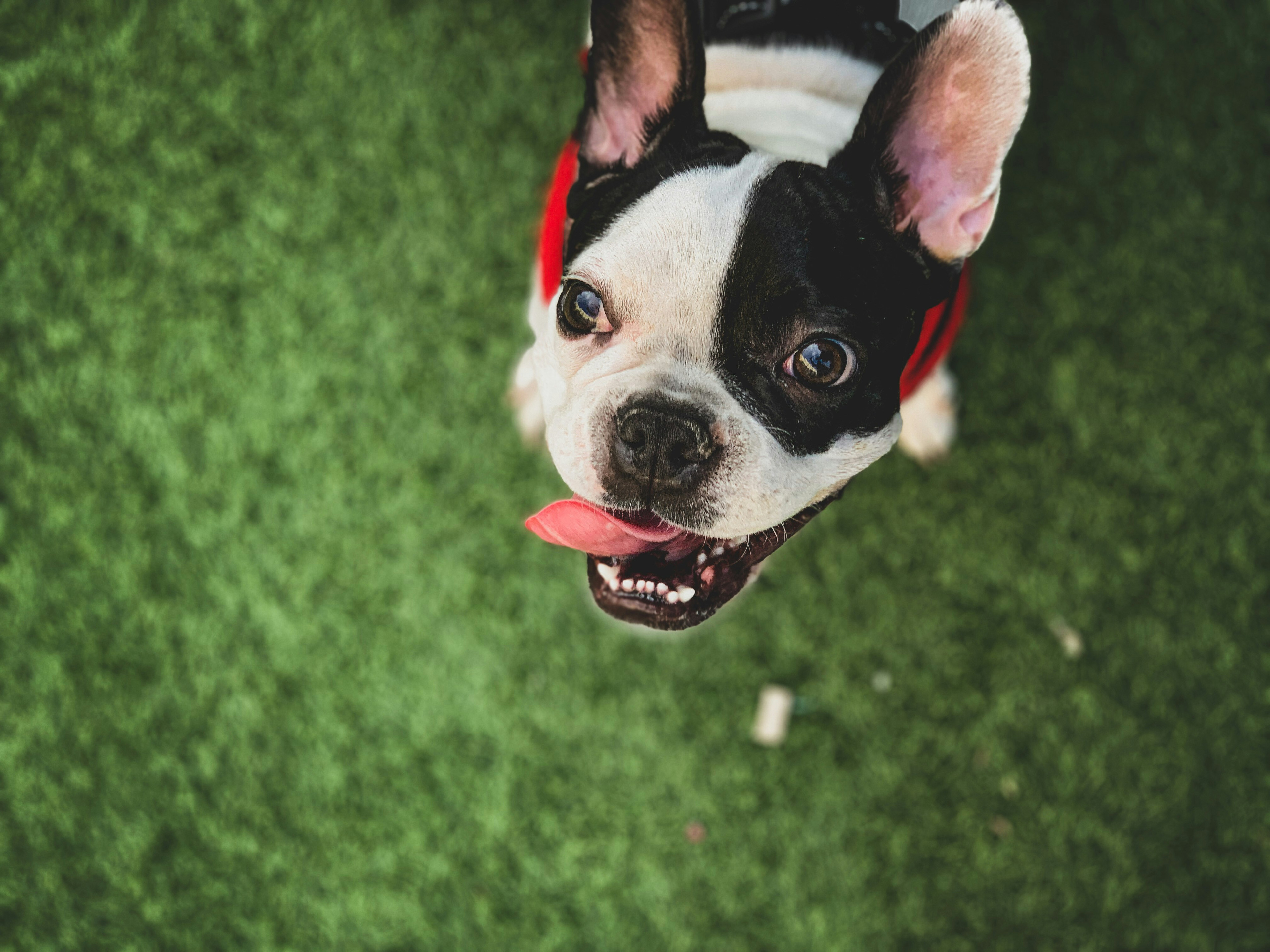 Adorable French Bulldog in action