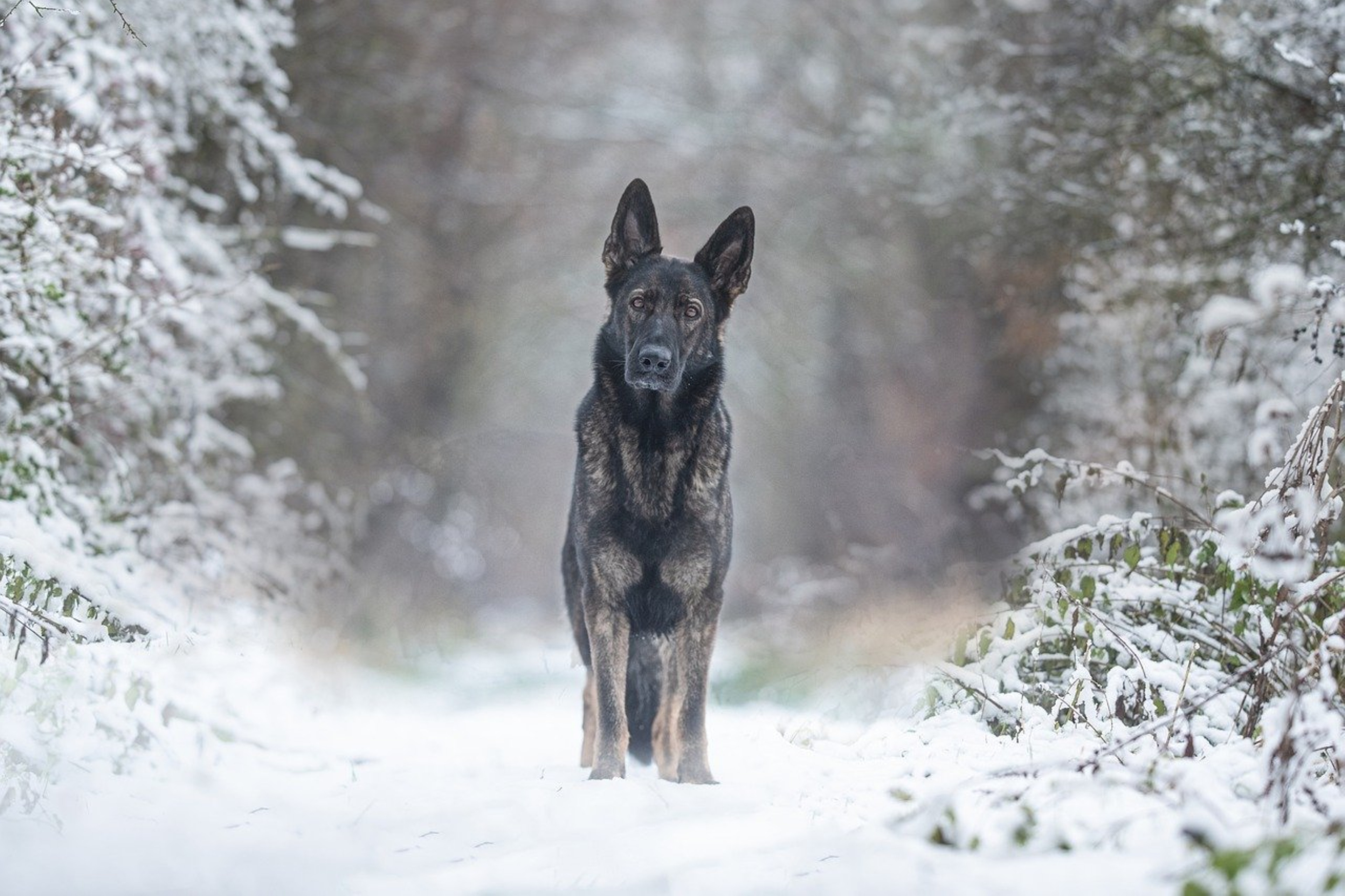 Beautiful German Shepherd portrait