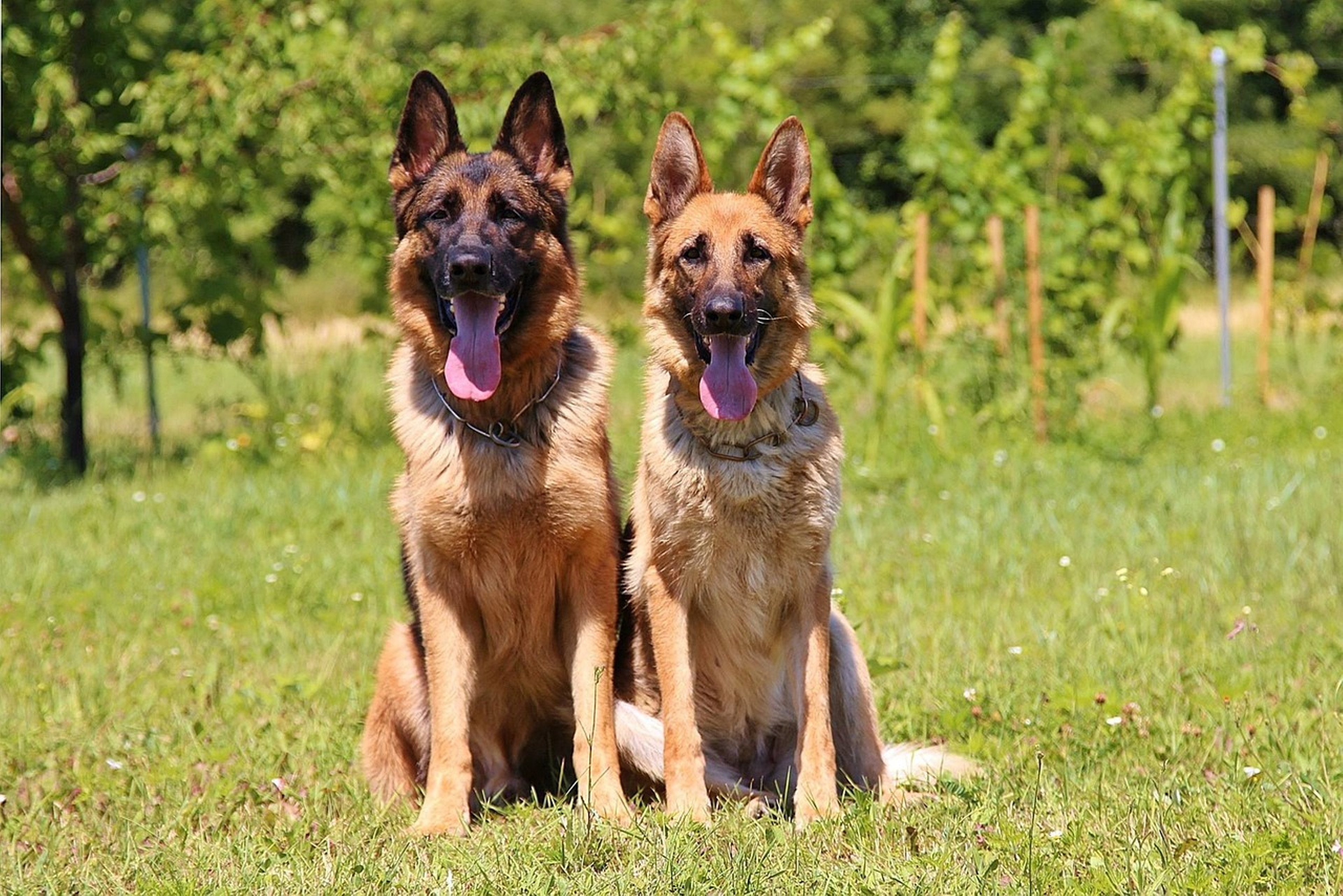 German Shepherd demonstrating its natural behavior