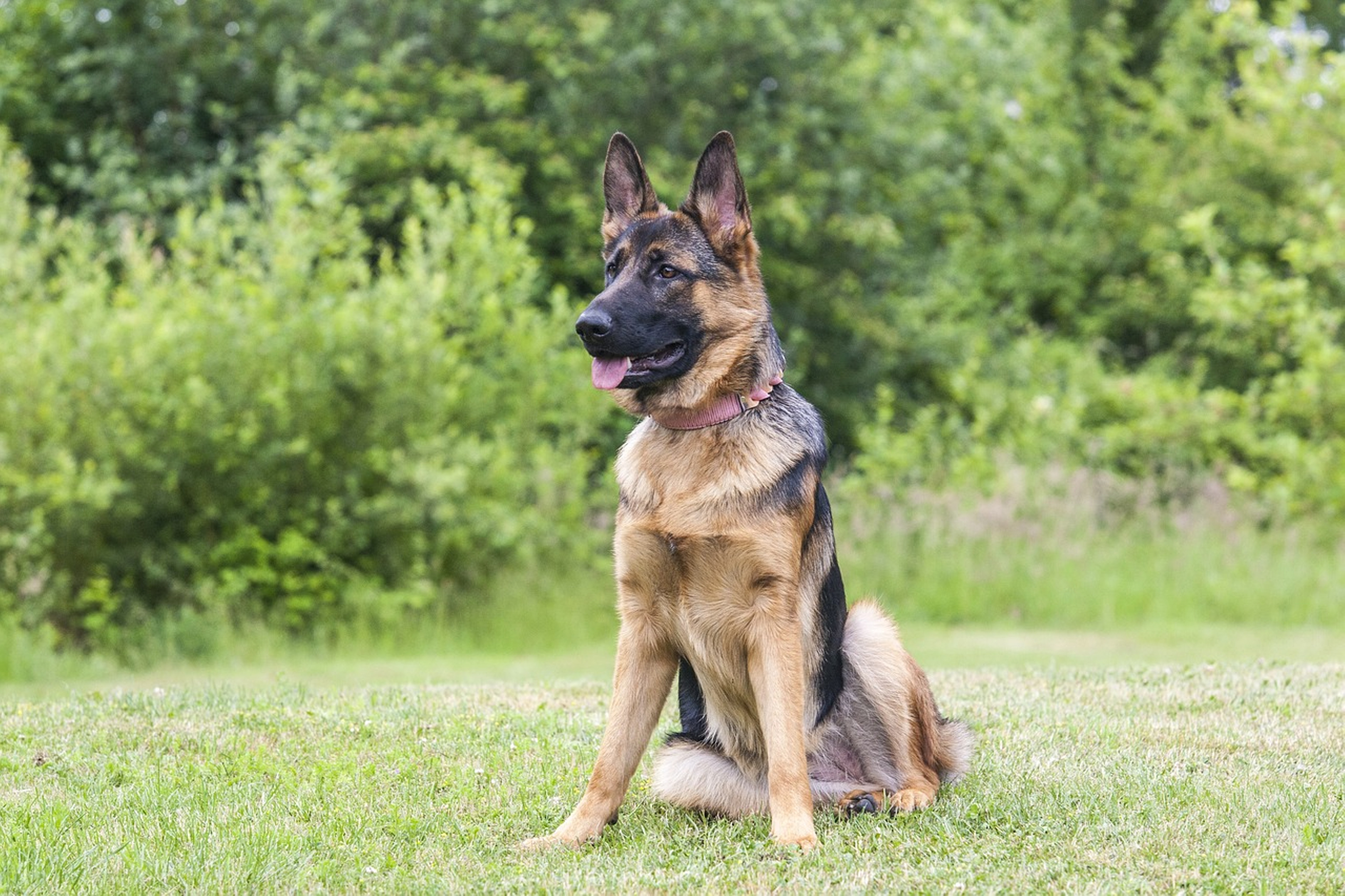 Adorable German Shepherd in action