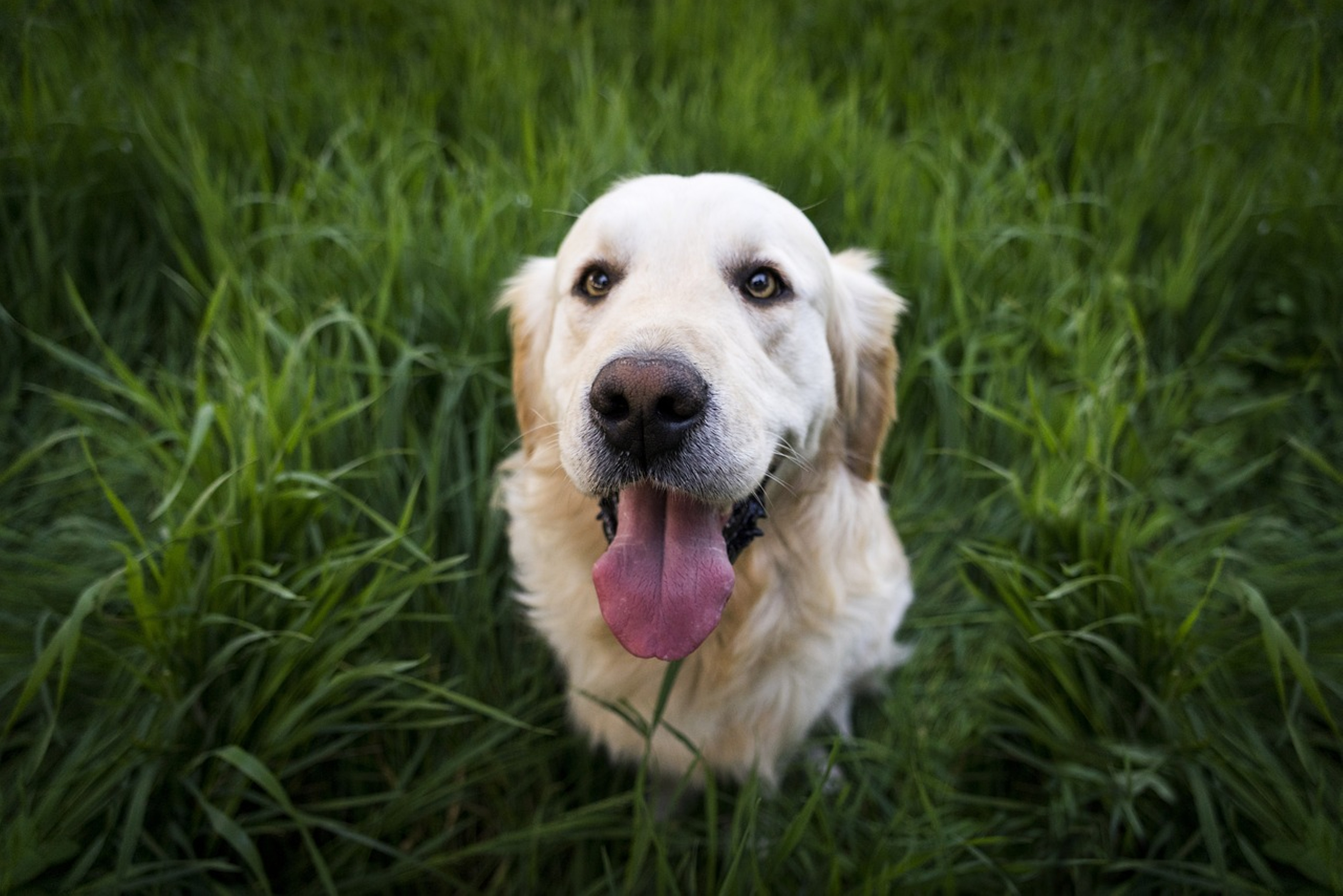 Charming Golden Retriever posing for the camera