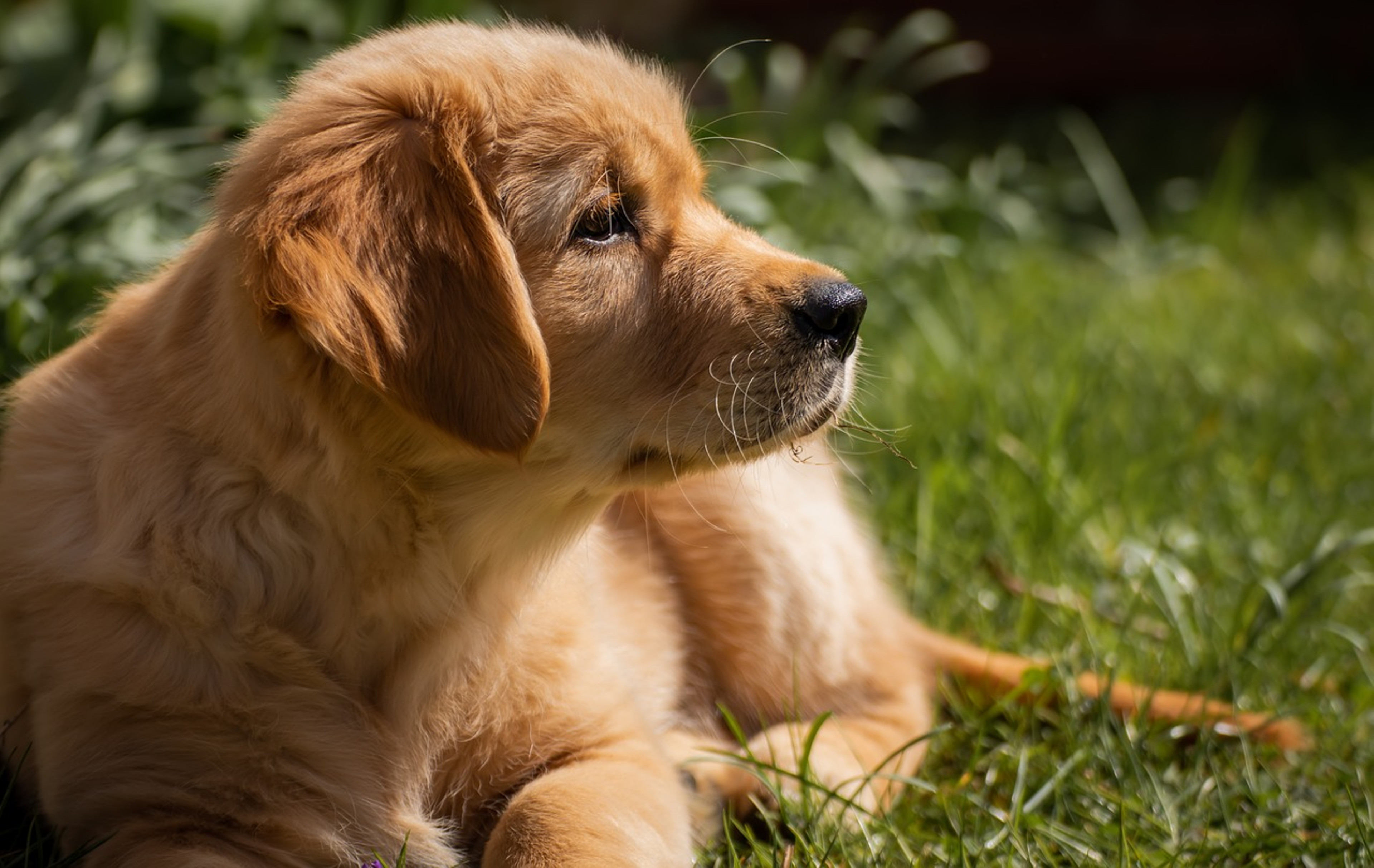 Adorable Golden Retriever in action