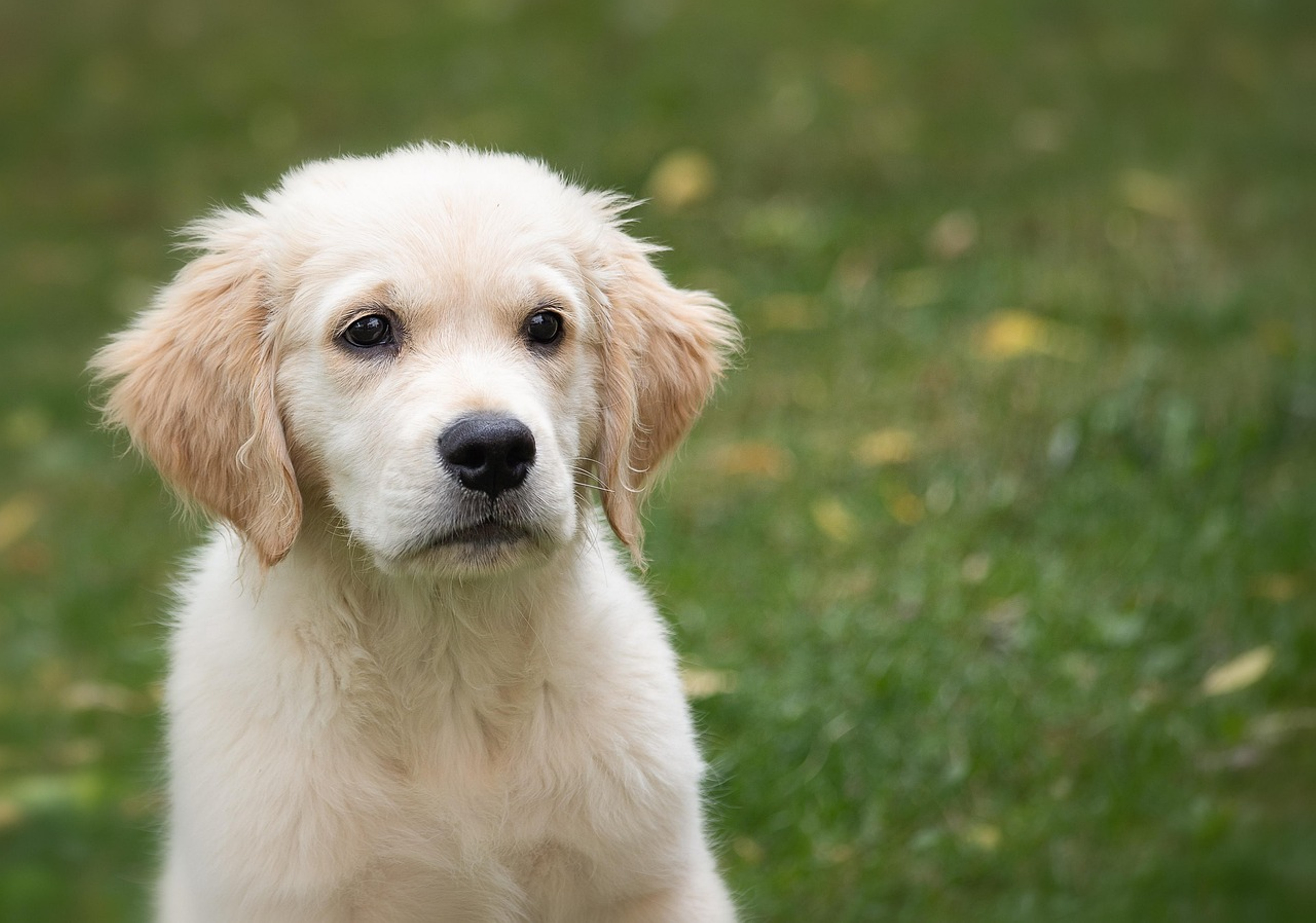 Beautiful Golden Retriever portrait