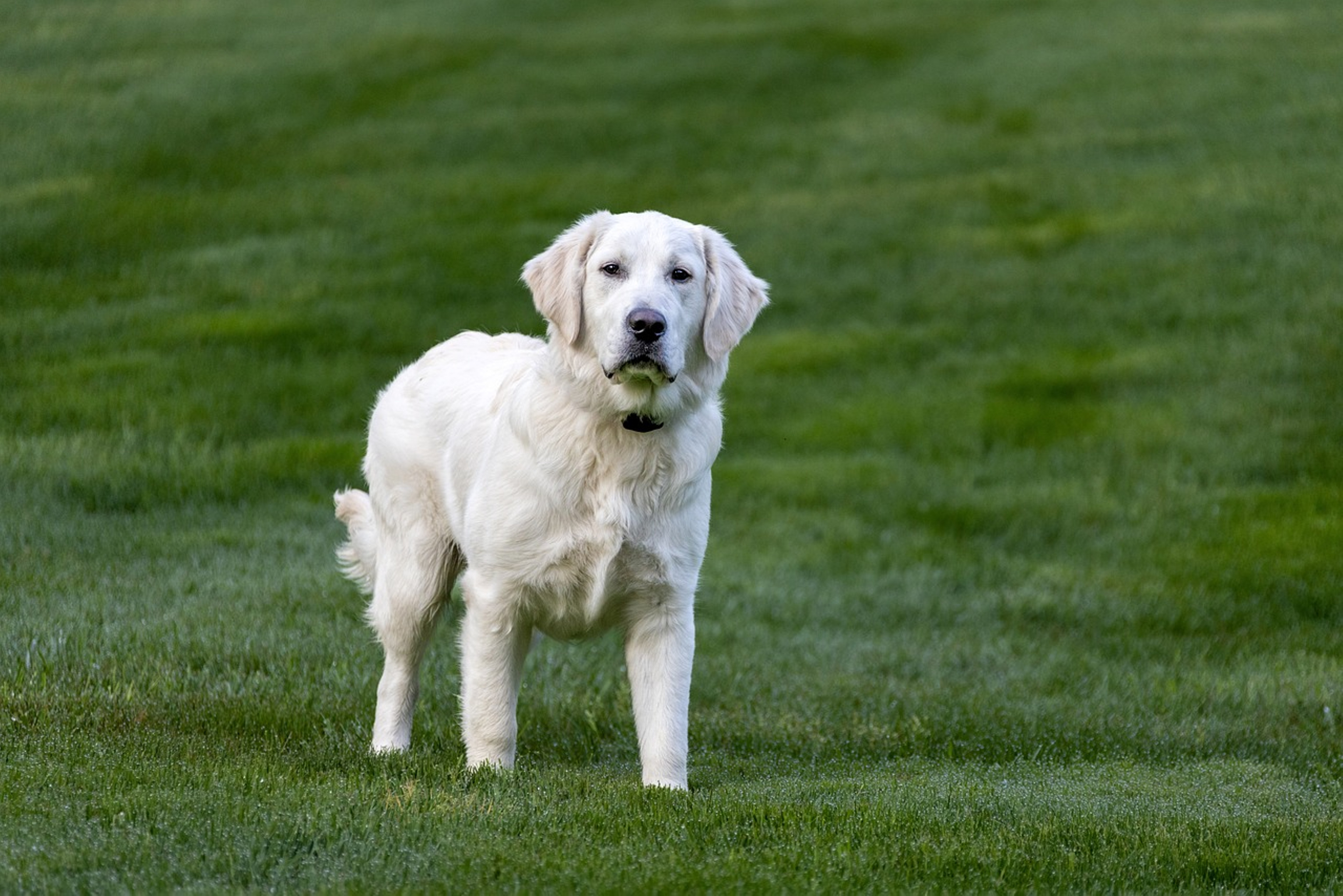 Golden Retriever displaying typical breed characteristics