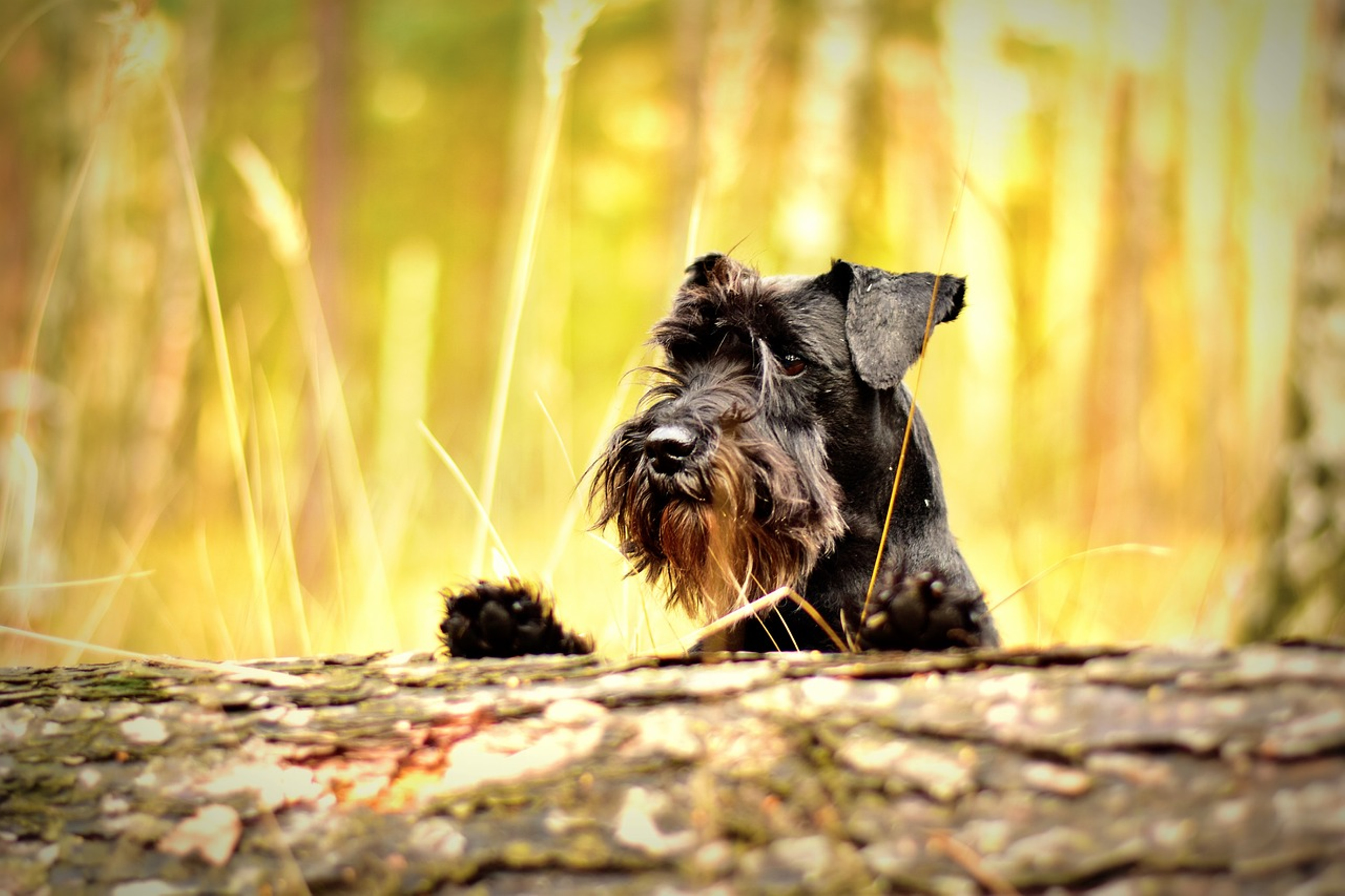 Miniature Schnauzer demonstrating its natural behavior