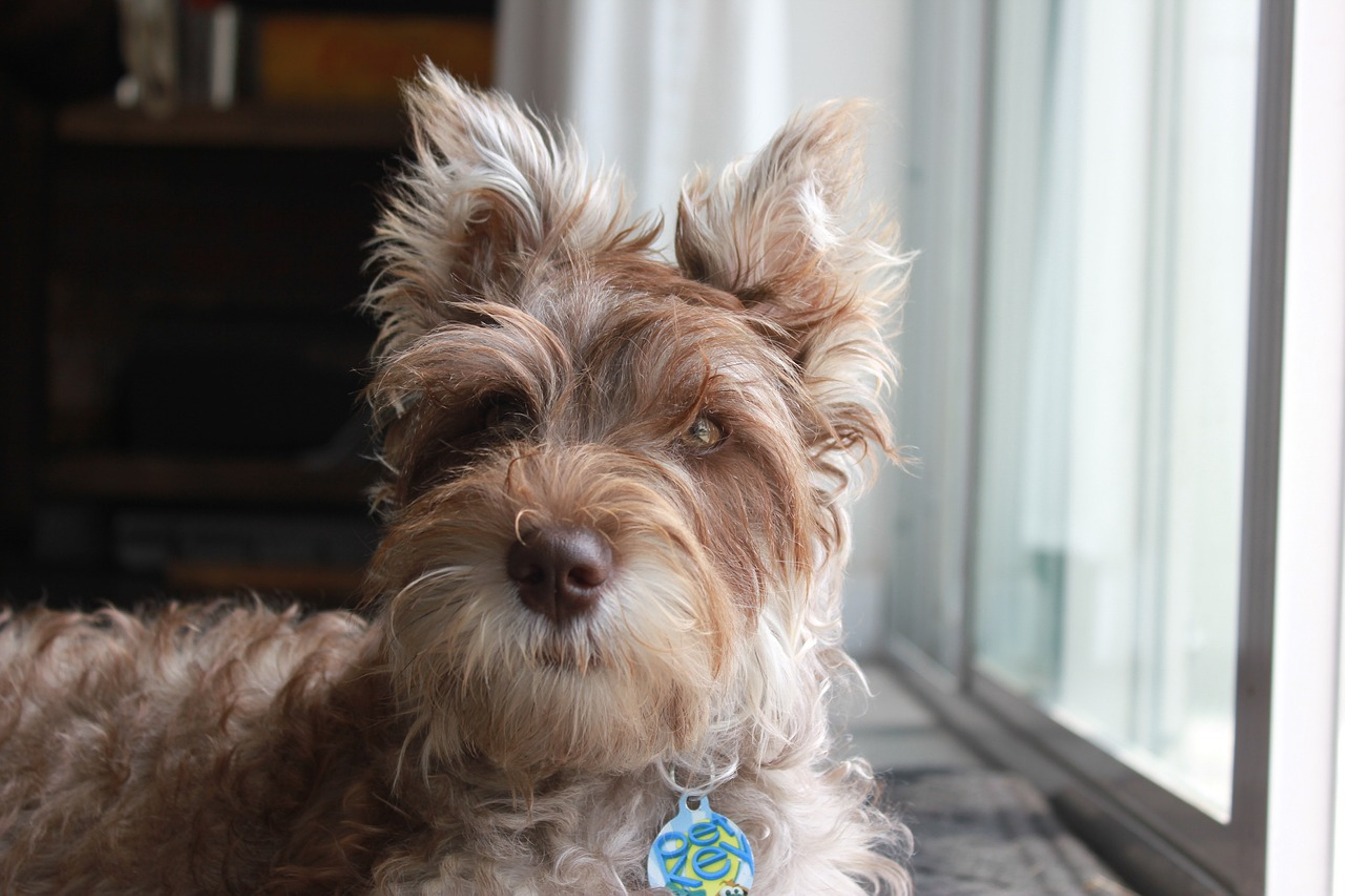 Charming Miniature Schnauzer posing for the camera