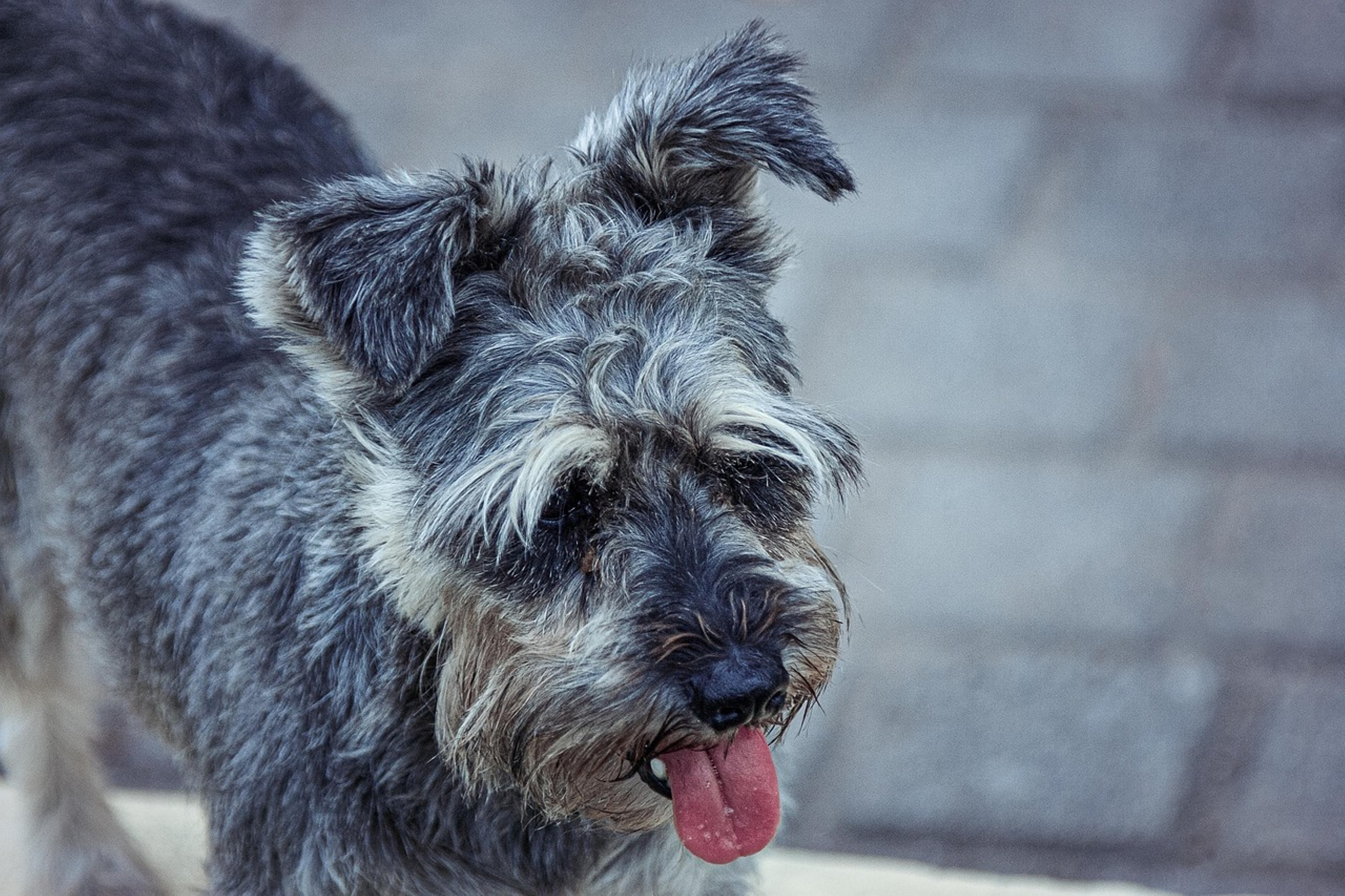 Adorable Miniature Schnauzer in action