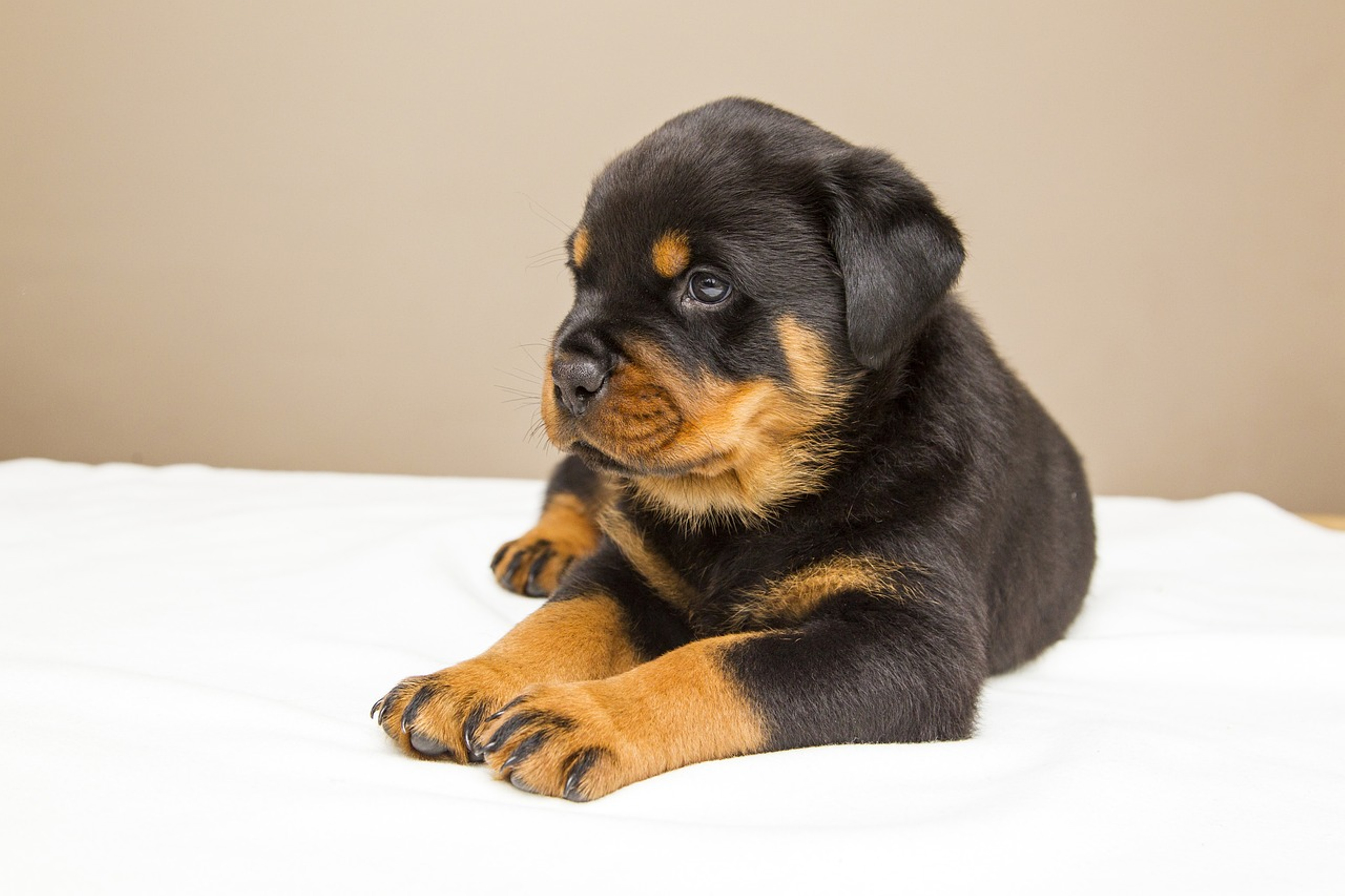 Beautiful Rottweiler portrait