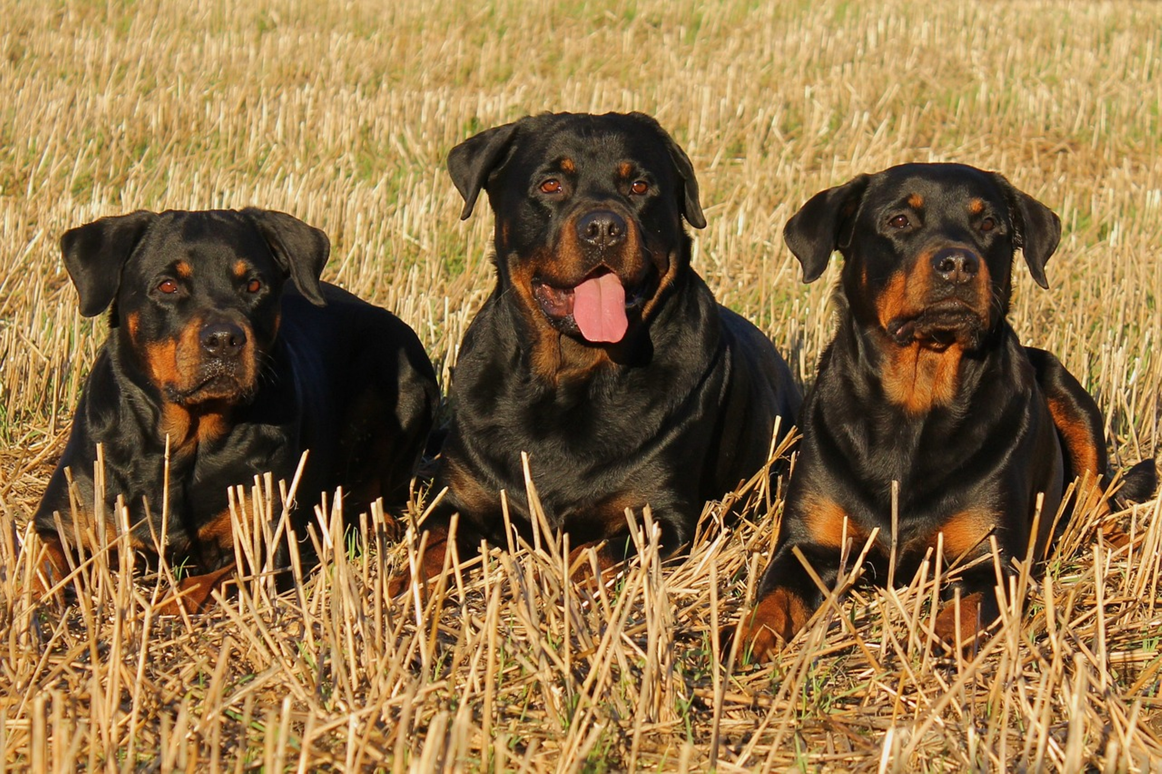 Rottweiler displaying typical breed characteristics