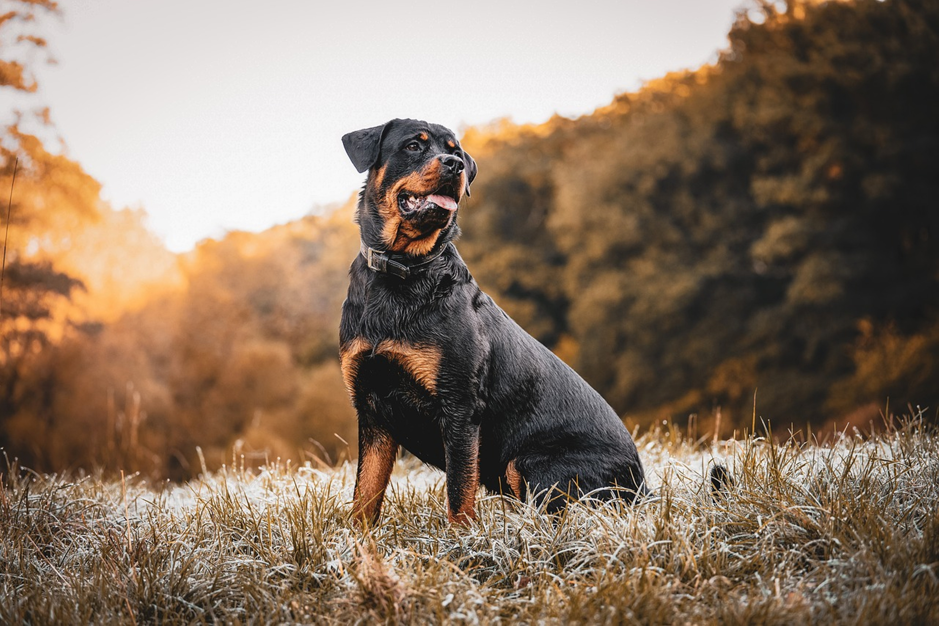 Rottweiler demonstrating its natural behavior