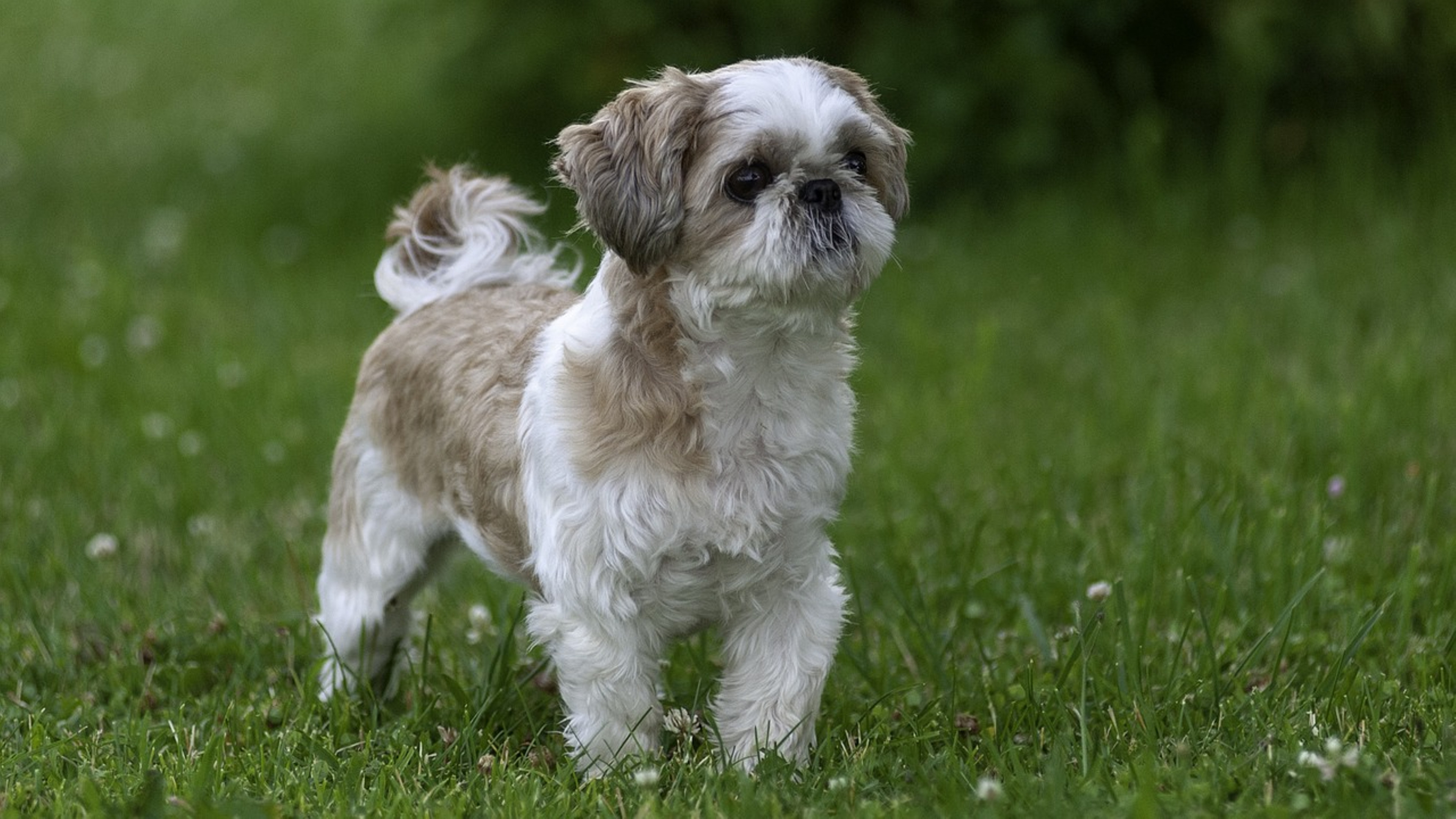 Shih Tzu displaying typical breed characteristics