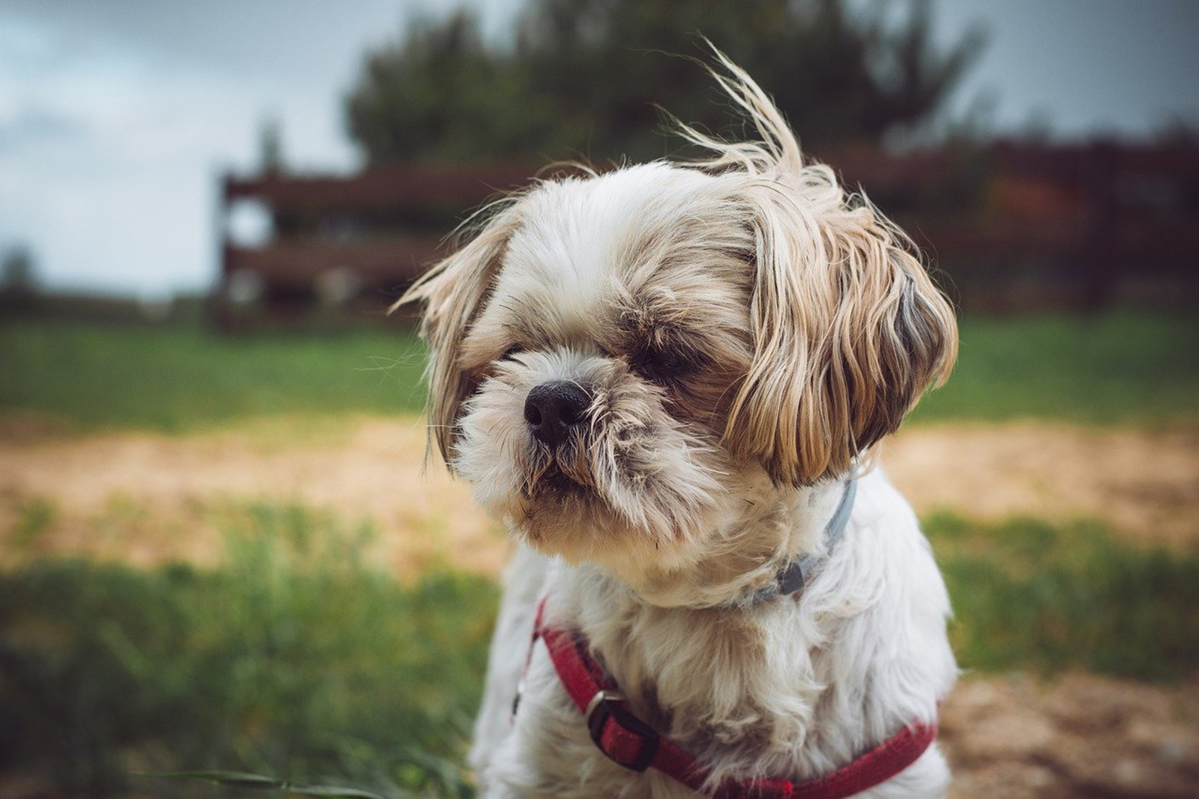 Shih Tzu demonstrating its natural behavior