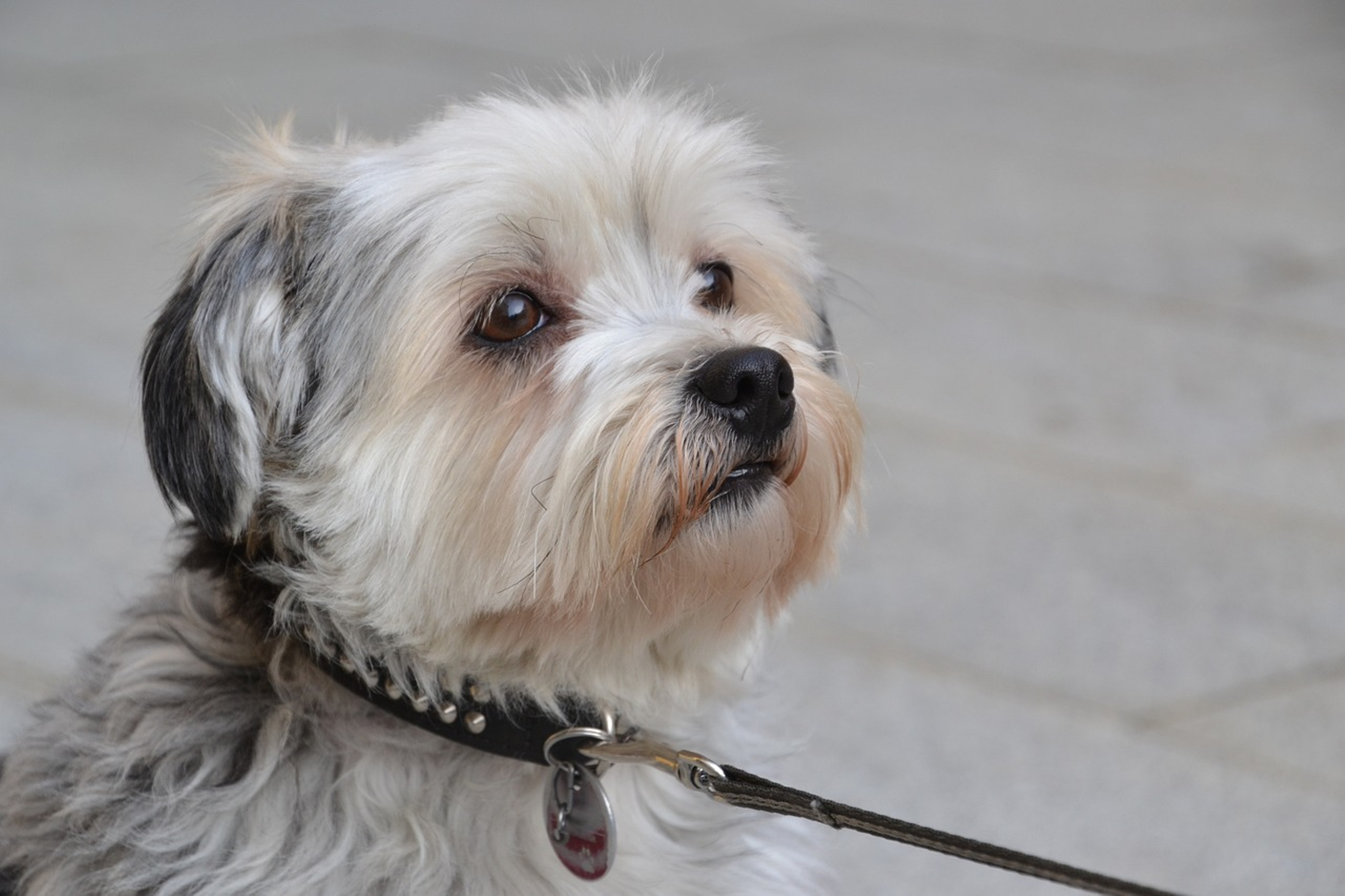 Beautiful Shih Tzu portrait