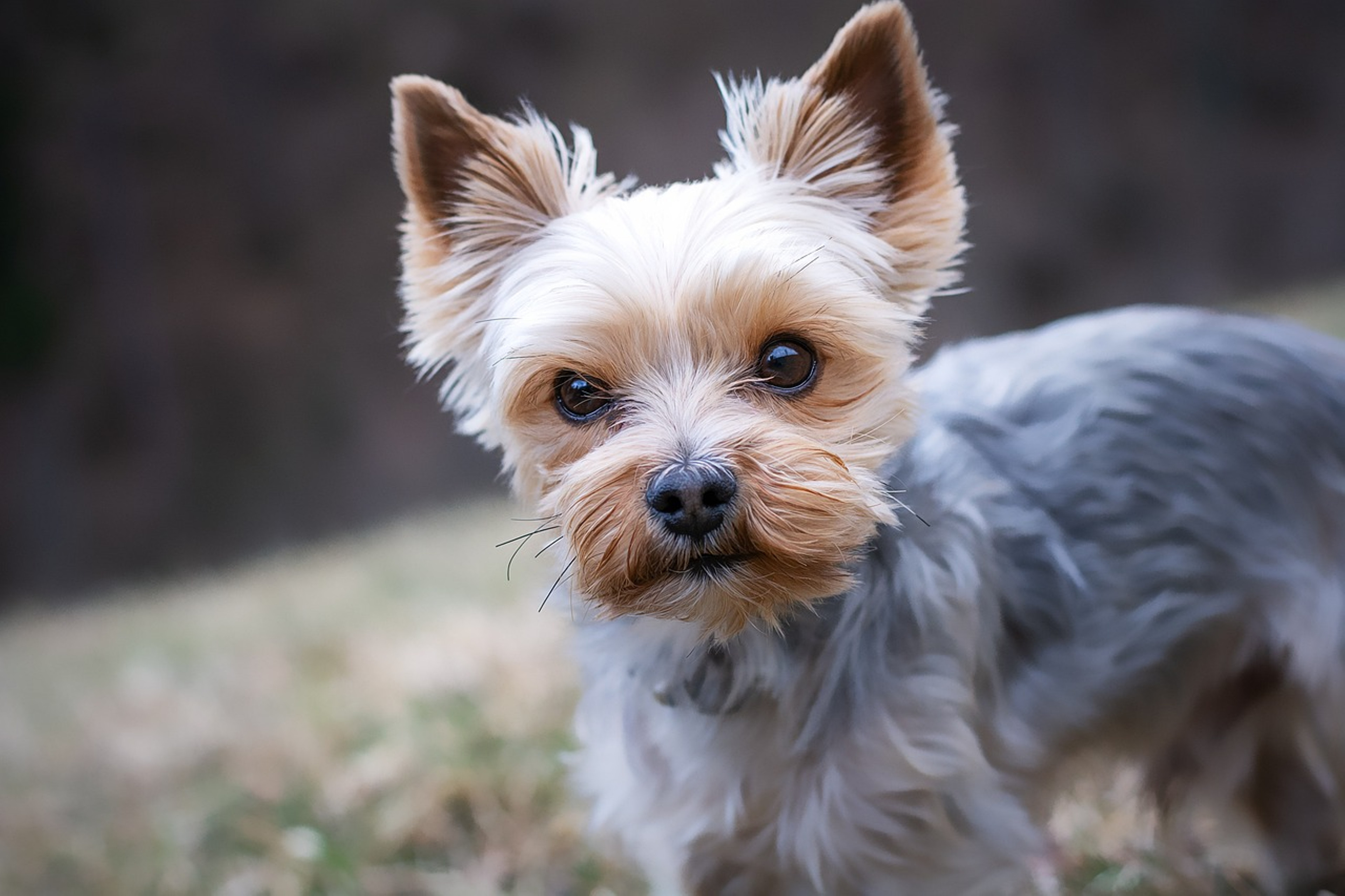 Yorkshire Terrier showing its distinctive features