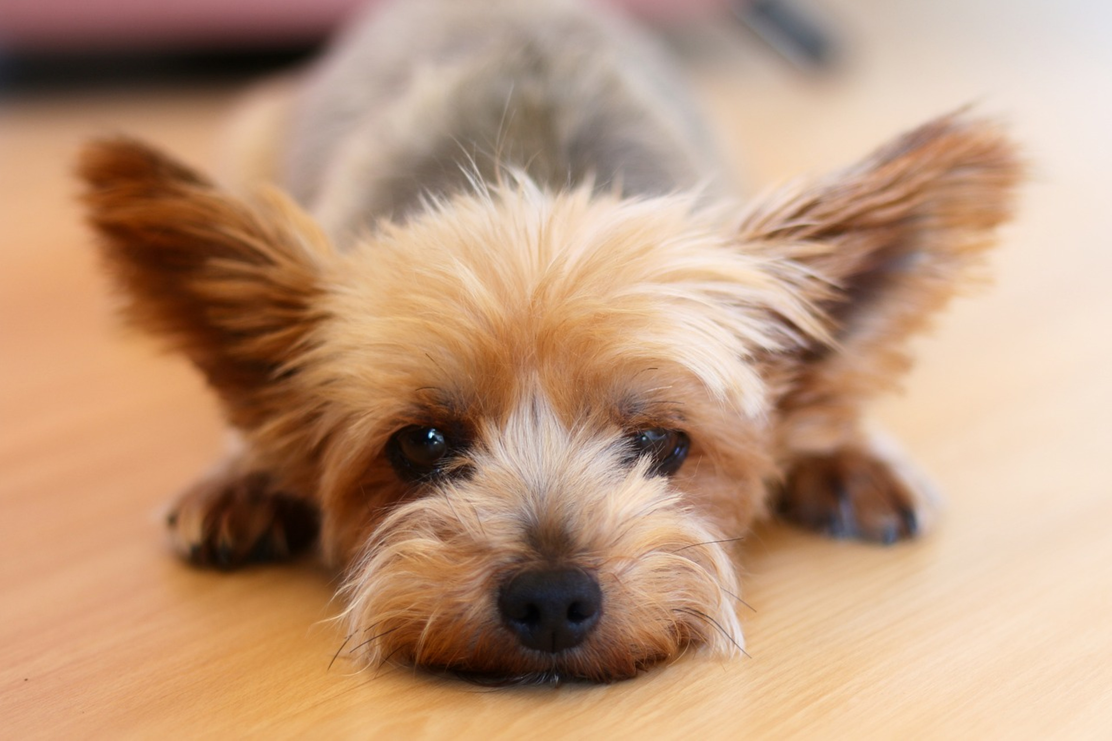 Beautiful Yorkshire Terrier portrait