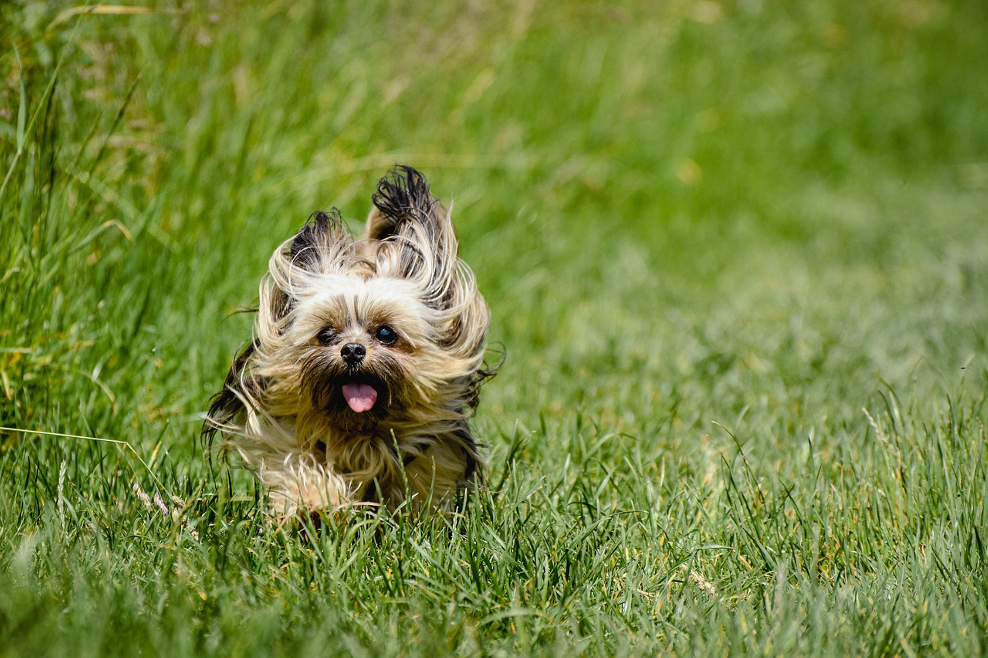 Adorable Yorkshire Terrier in action